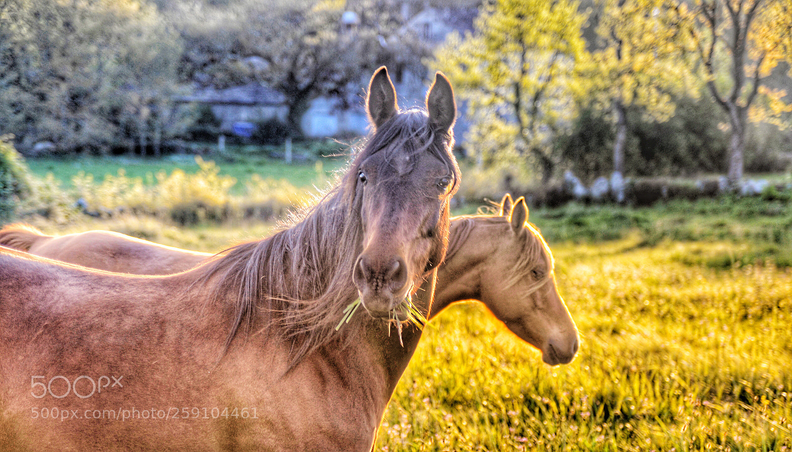 Nikon D610 sample photo. Untitled photography