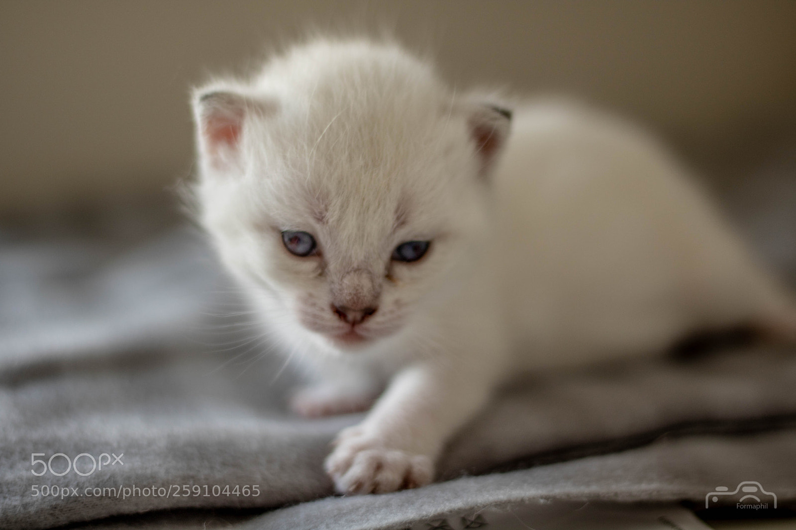 Canon EOS 750D (EOS Rebel T6i / EOS Kiss X8i) sample photo. Formaphil baby's cats photography