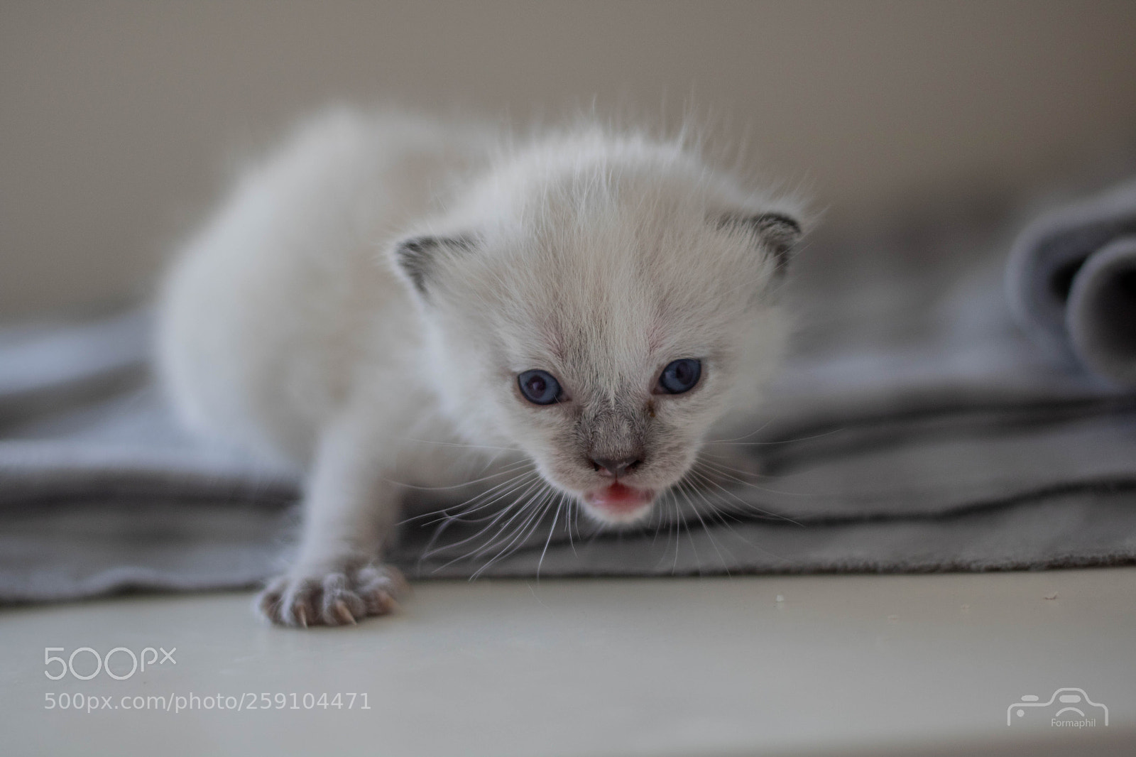 Canon EOS 750D (EOS Rebel T6i / EOS Kiss X8i) sample photo. Formaphil baby's cats photography