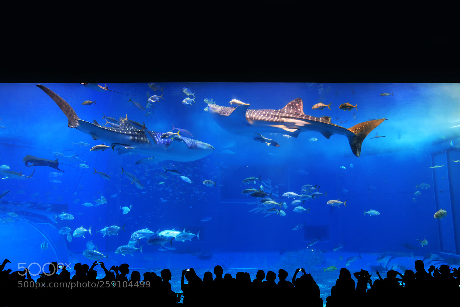 Canon EOS 5D Mark IV sample photo. Aquarium tank, okinawa churaumi photography