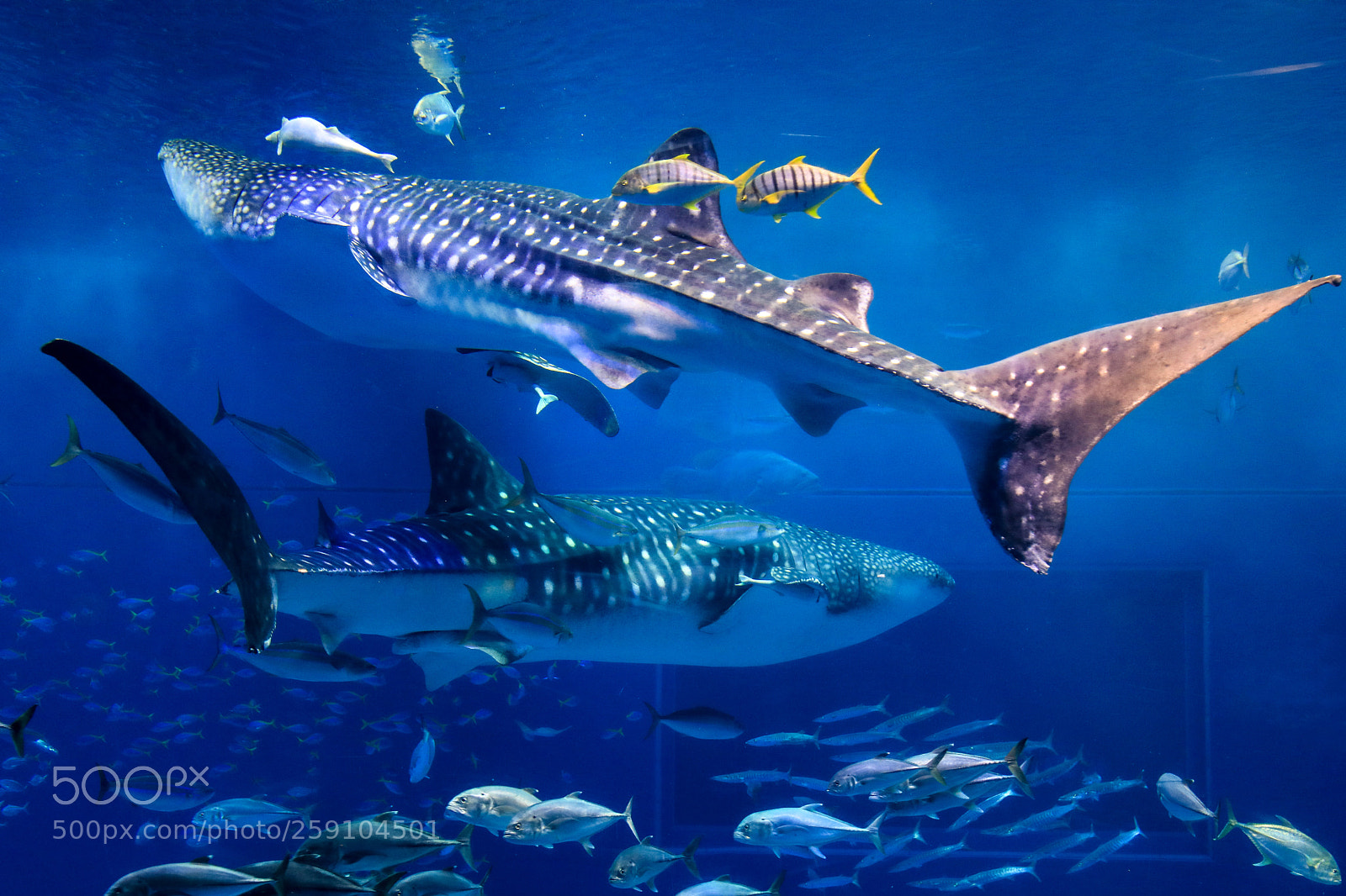 Canon EOS 5D Mark IV sample photo. Aquarium tank, okinawa churaumi photography