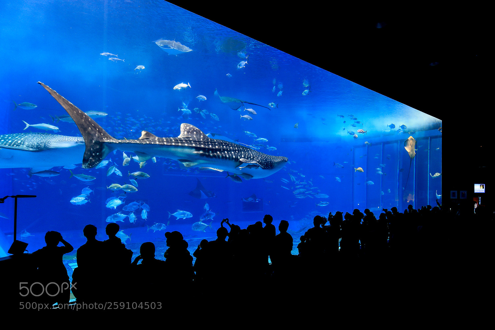 Canon EOS 5D Mark IV sample photo. Aquarium tank, okinawa churaumi photography