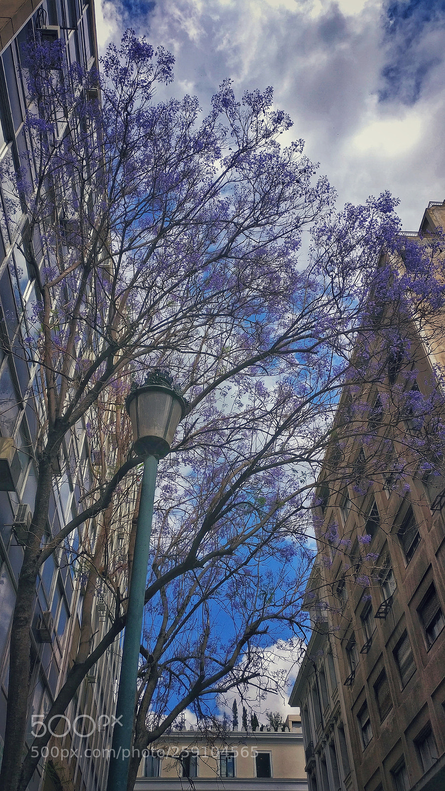 OnePlus A3003 sample photo. Purple flower tree photography