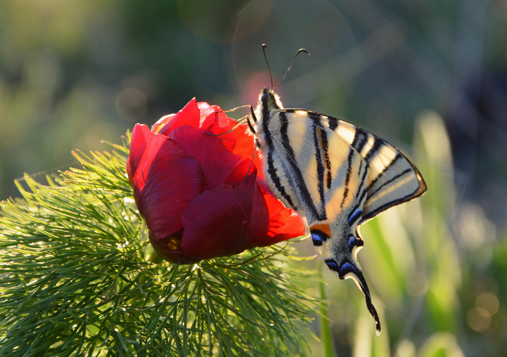 Nikon D7100 sample photo. Contre-jour photography
