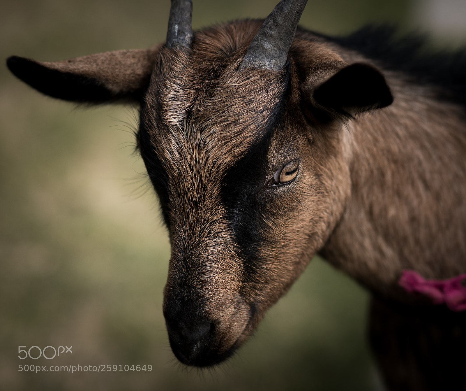 Nikon D500 sample photo. Goat photography