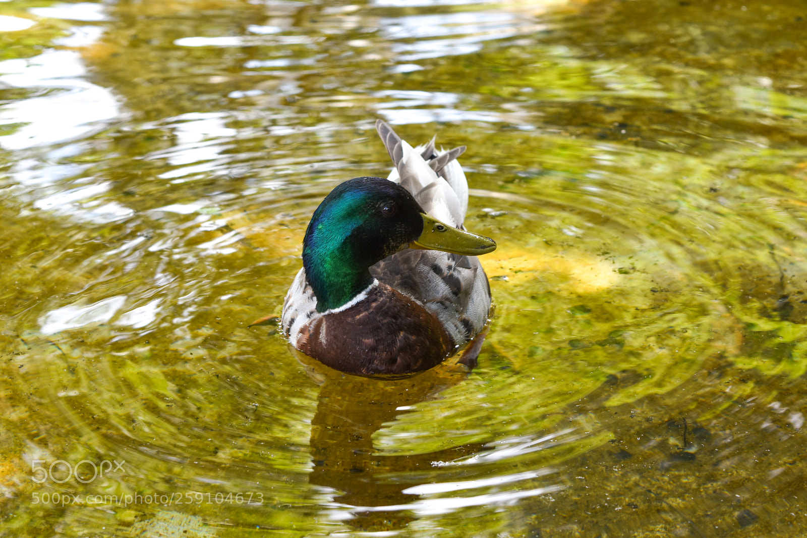 Nikon D3400 sample photo. Mr. duck photography