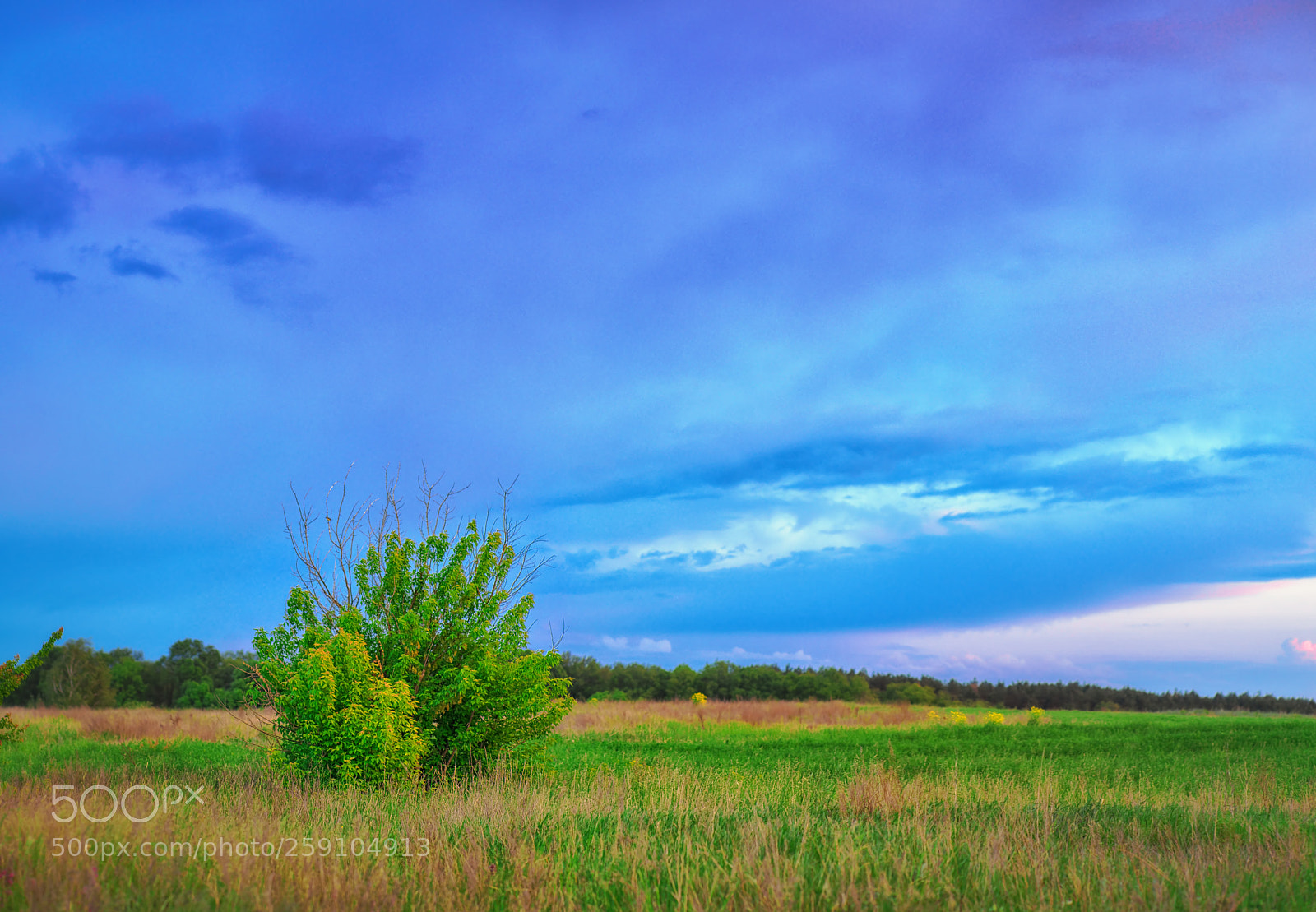 Nikon D800E sample photo. Bush photography