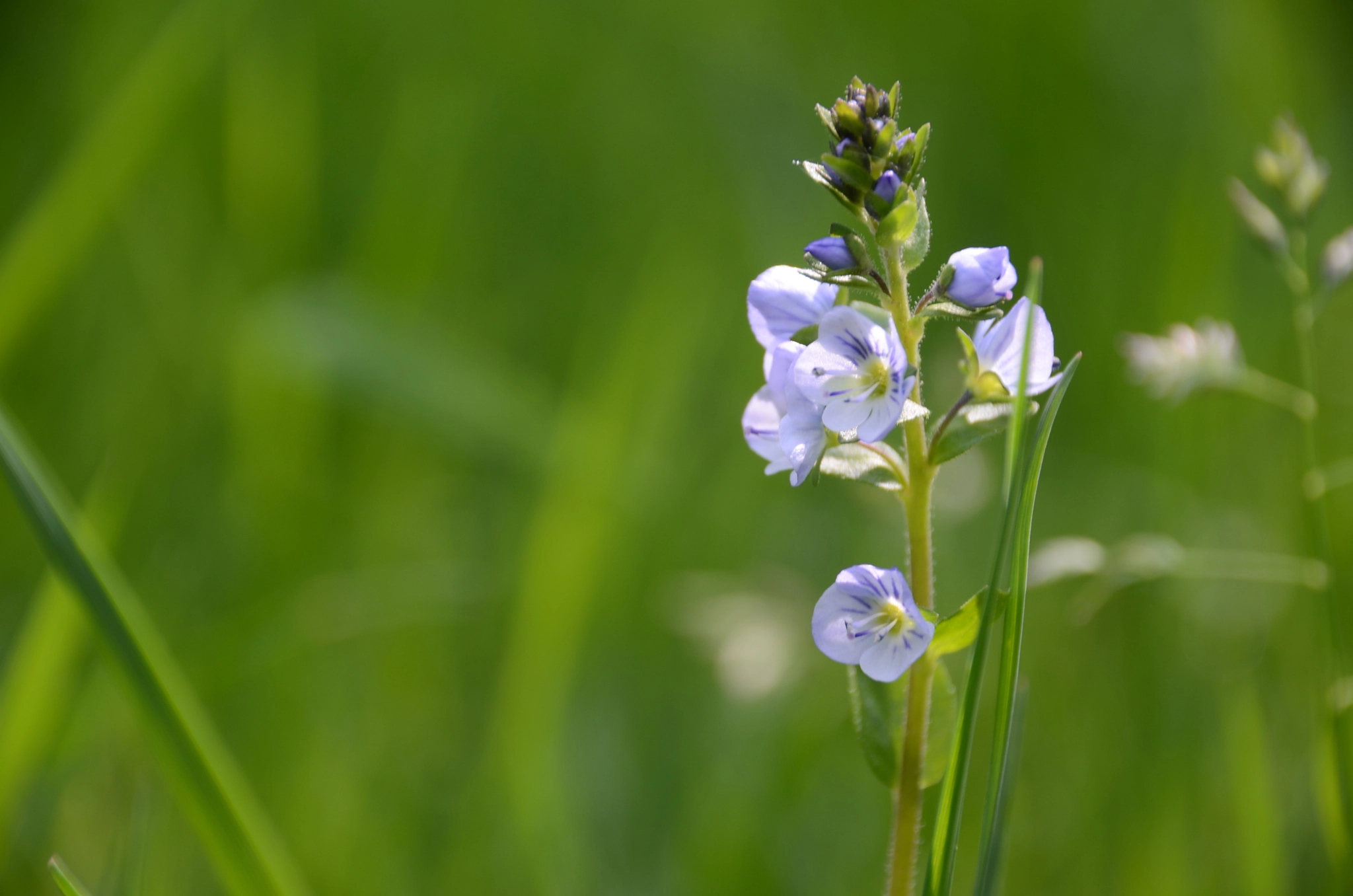Sigma 18-250mm F3.5-6.3 DC Macro OS HSM sample photo. Dsc photography