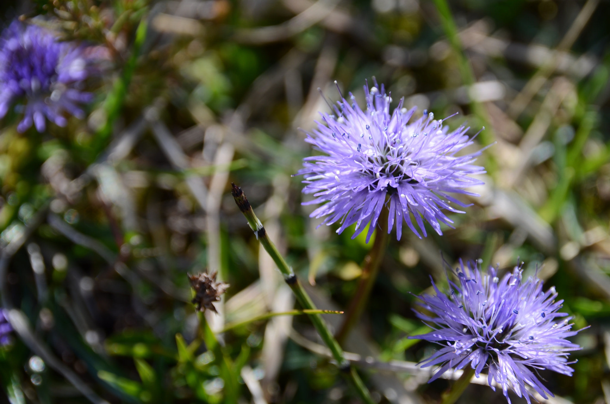 Nikon D7000 + Sigma 18-250mm F3.5-6.3 DC Macro OS HSM sample photo. Kugelblume, klausbachtal photography