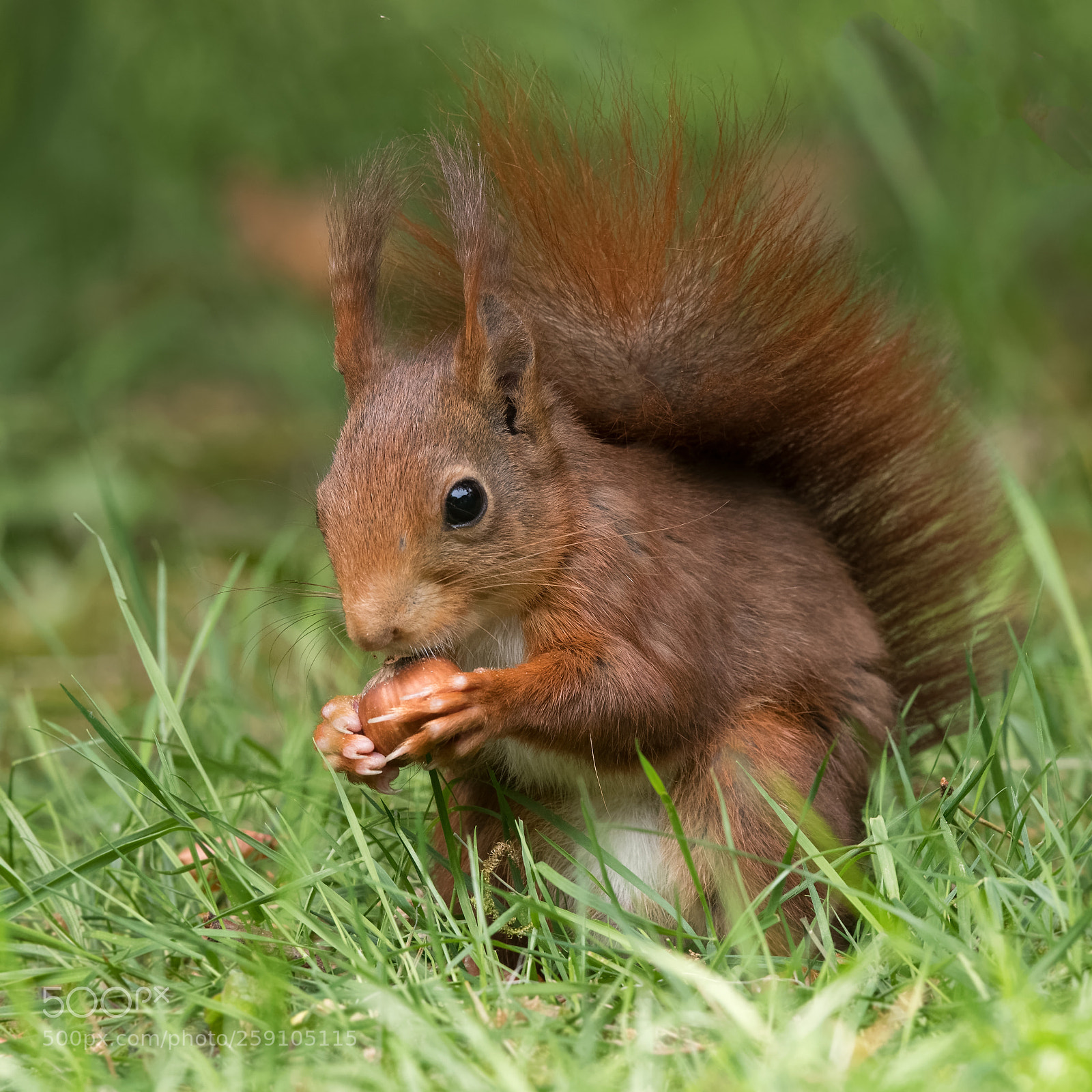 Nikon D500 sample photo. Red squirrel photography
