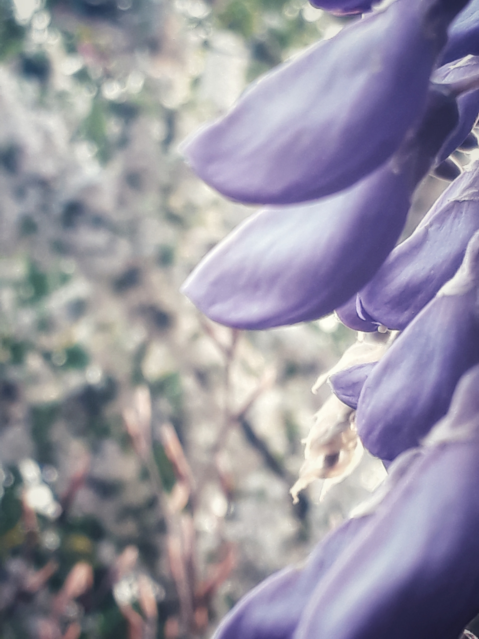 Samsung Galaxy A3(2017) sample photo. Purple leaves photography