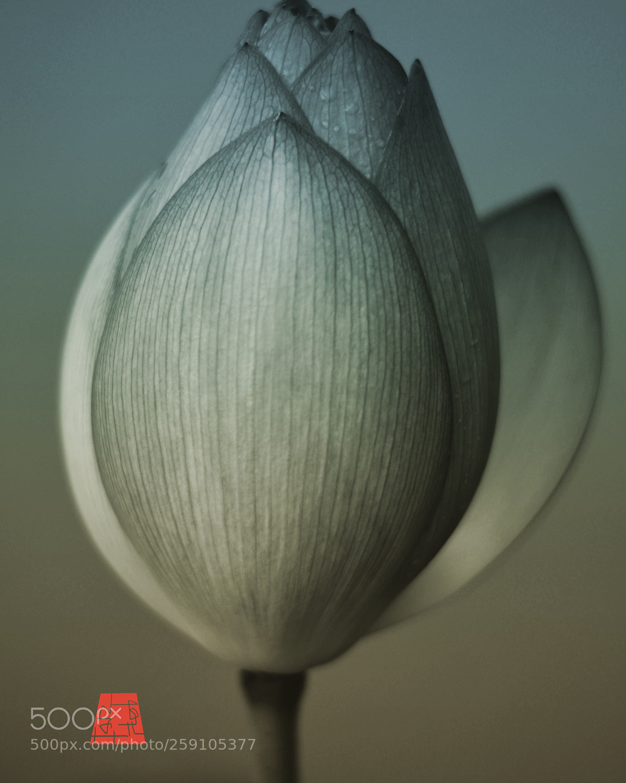 Nikon D7100 sample photo. Untitled photography