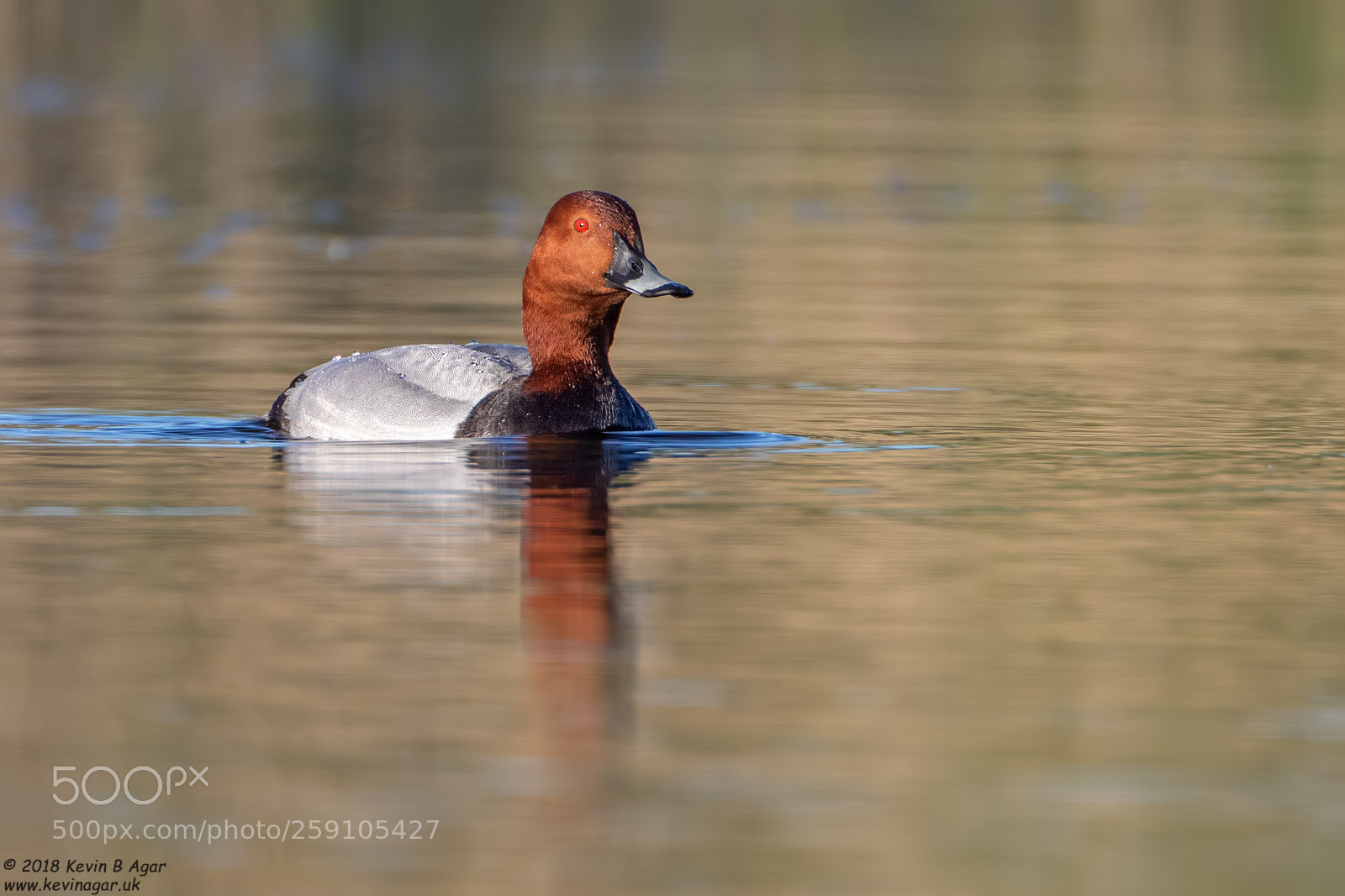 Canon EOS 7D Mark II sample photo. Pochard, aythya ferina photography