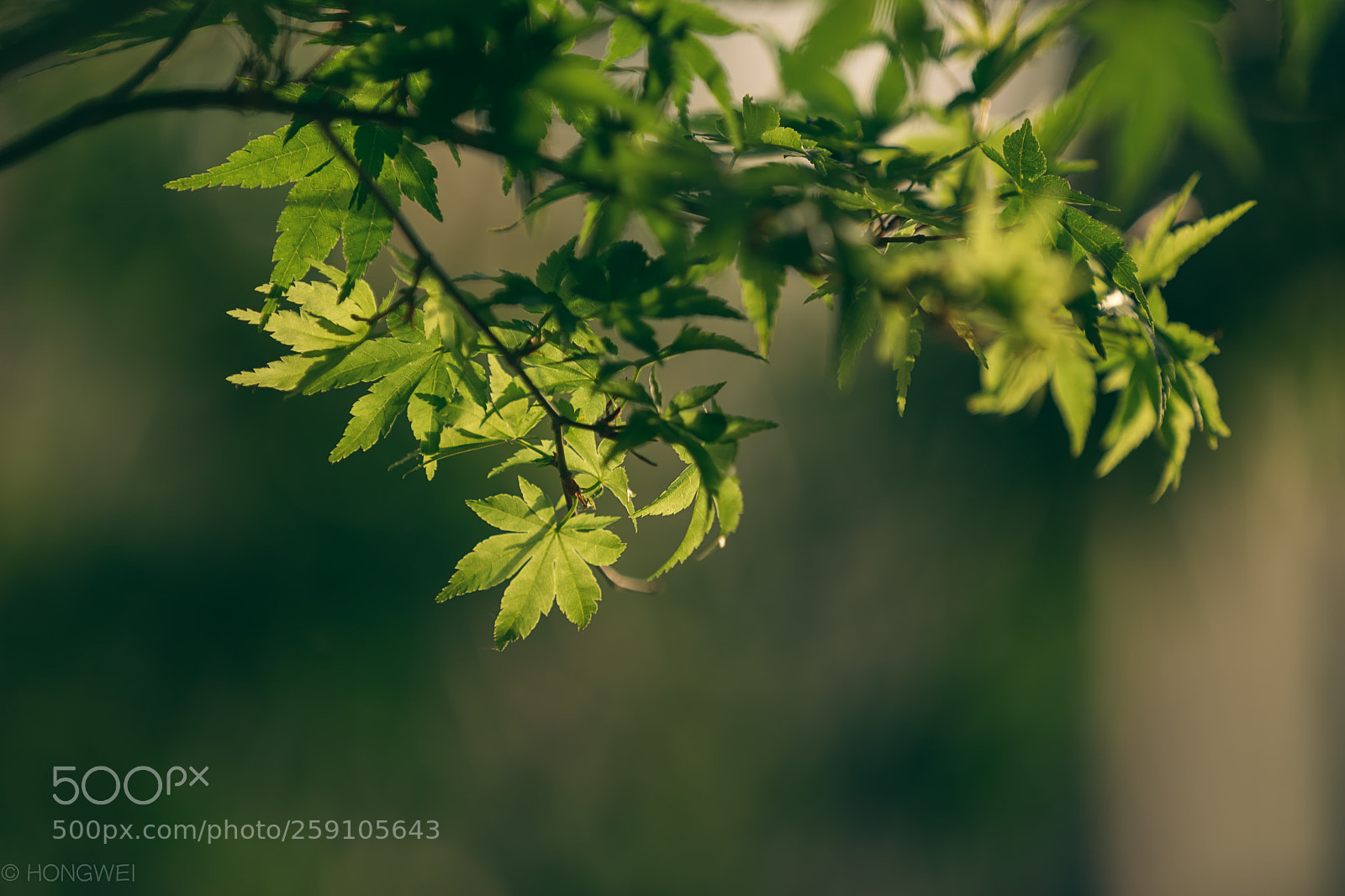 Canon EOS 5D Mark IV sample photo. Tranquil photography