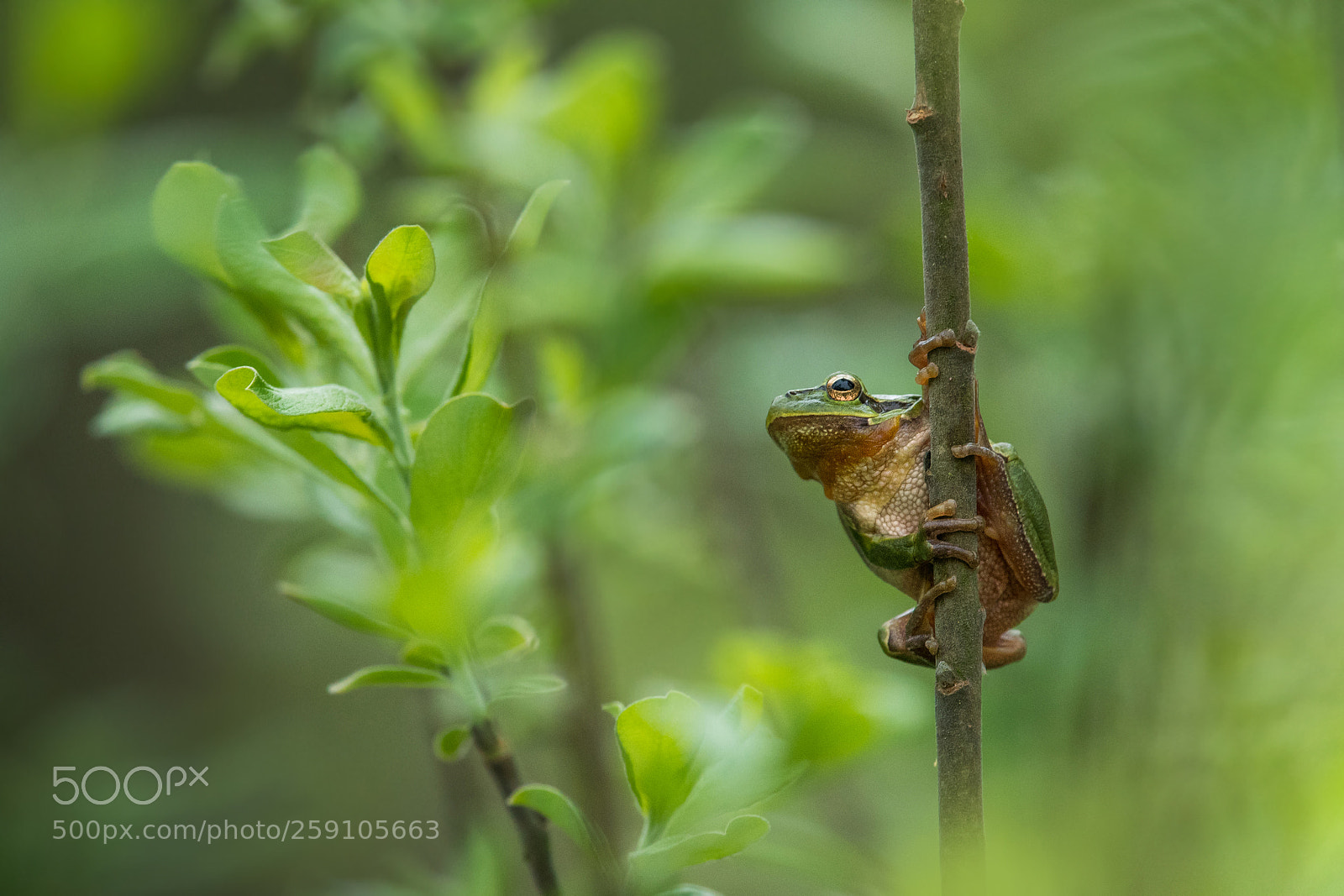 Nikon D500 sample photo. European tree frog photography