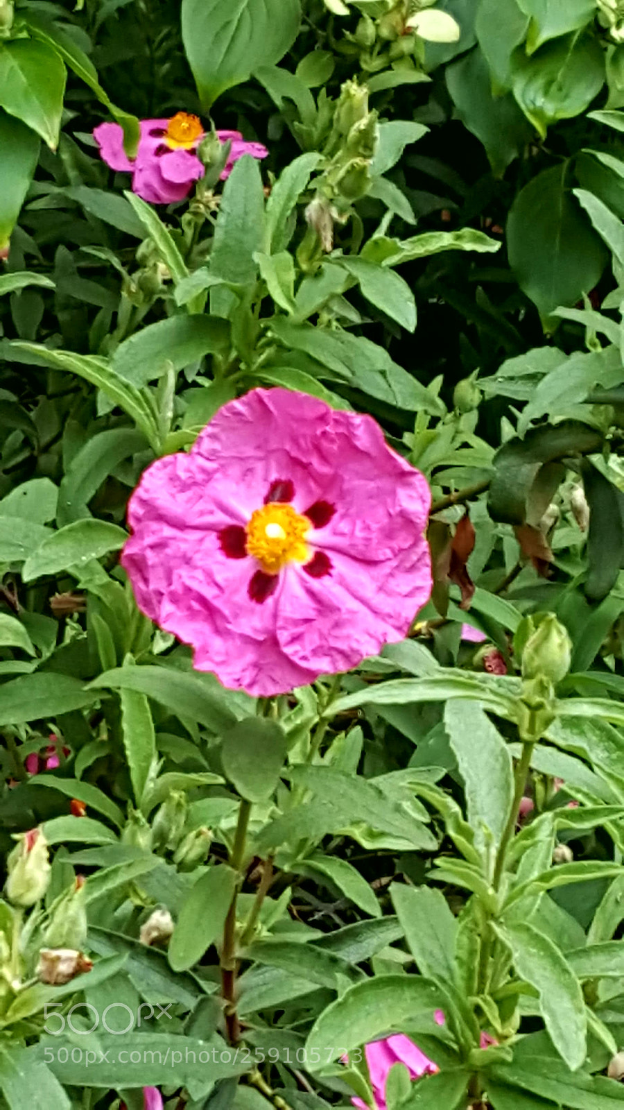 Samsung Galaxy S6 sample photo. 20180523_082019.jpg photography