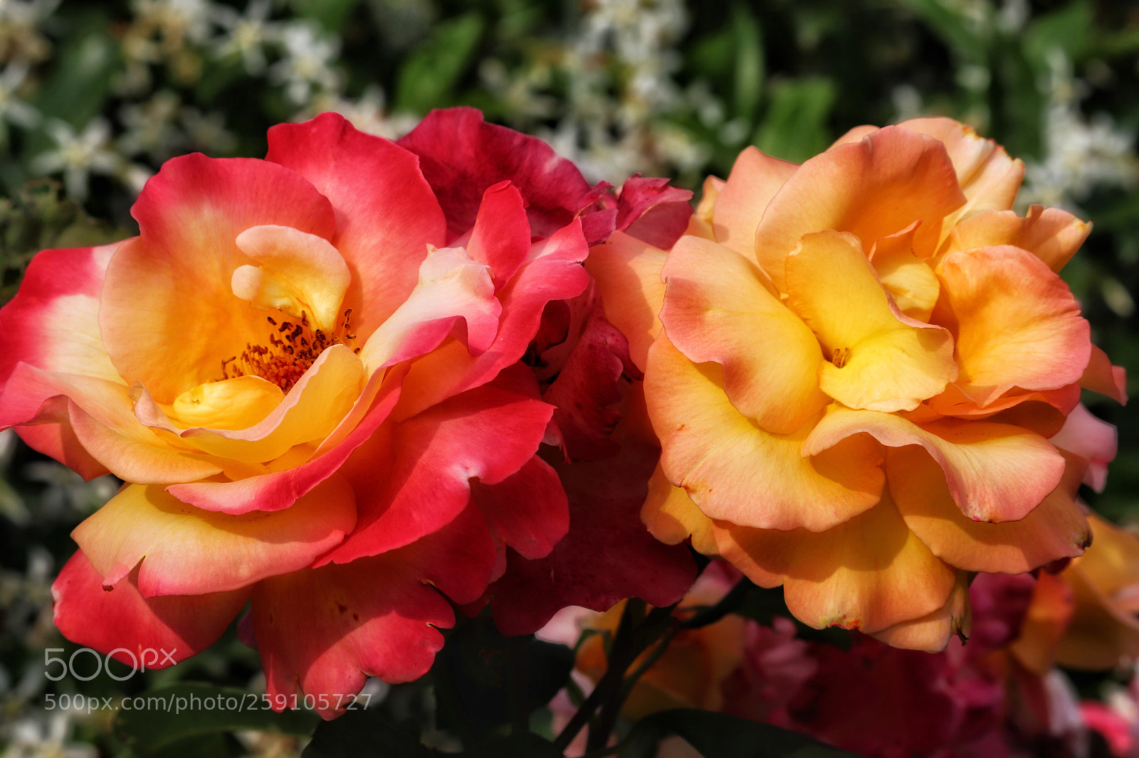 Canon EOS 800D (EOS Rebel T7i / EOS Kiss X9i) sample photo. More roses photography