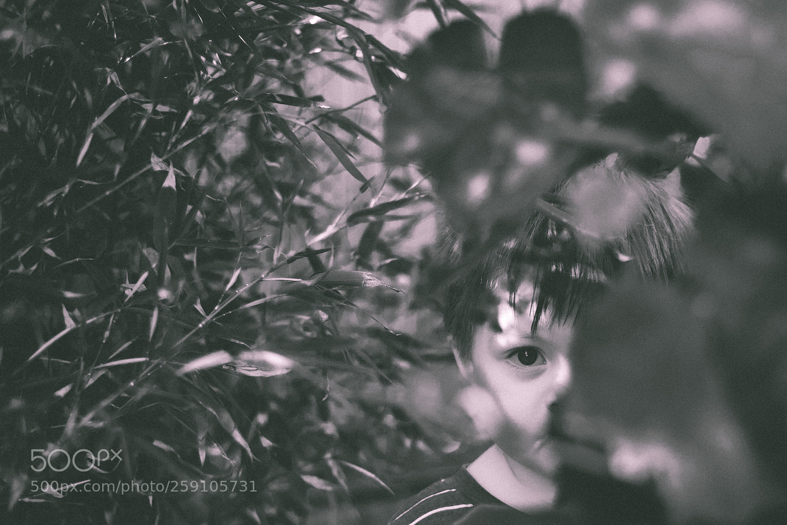 Nikon D750 sample photo. Lurking  photography