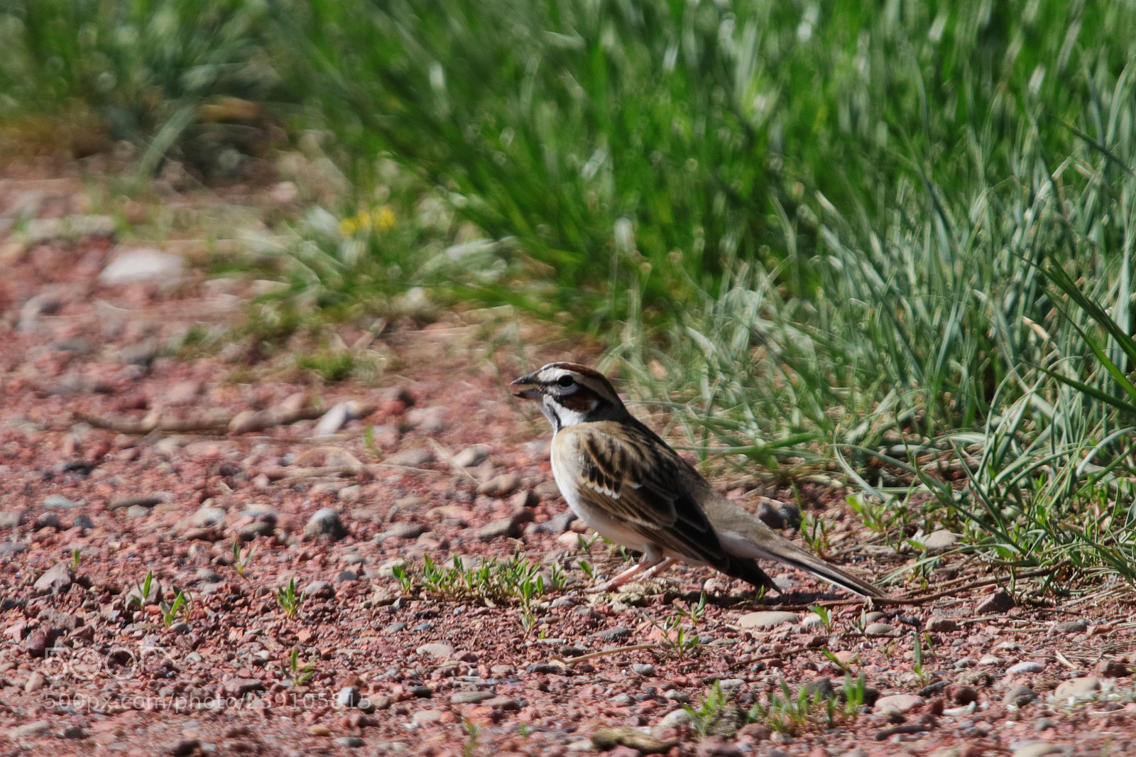 Canon EOS 80D sample photo. Lark sparrow photography