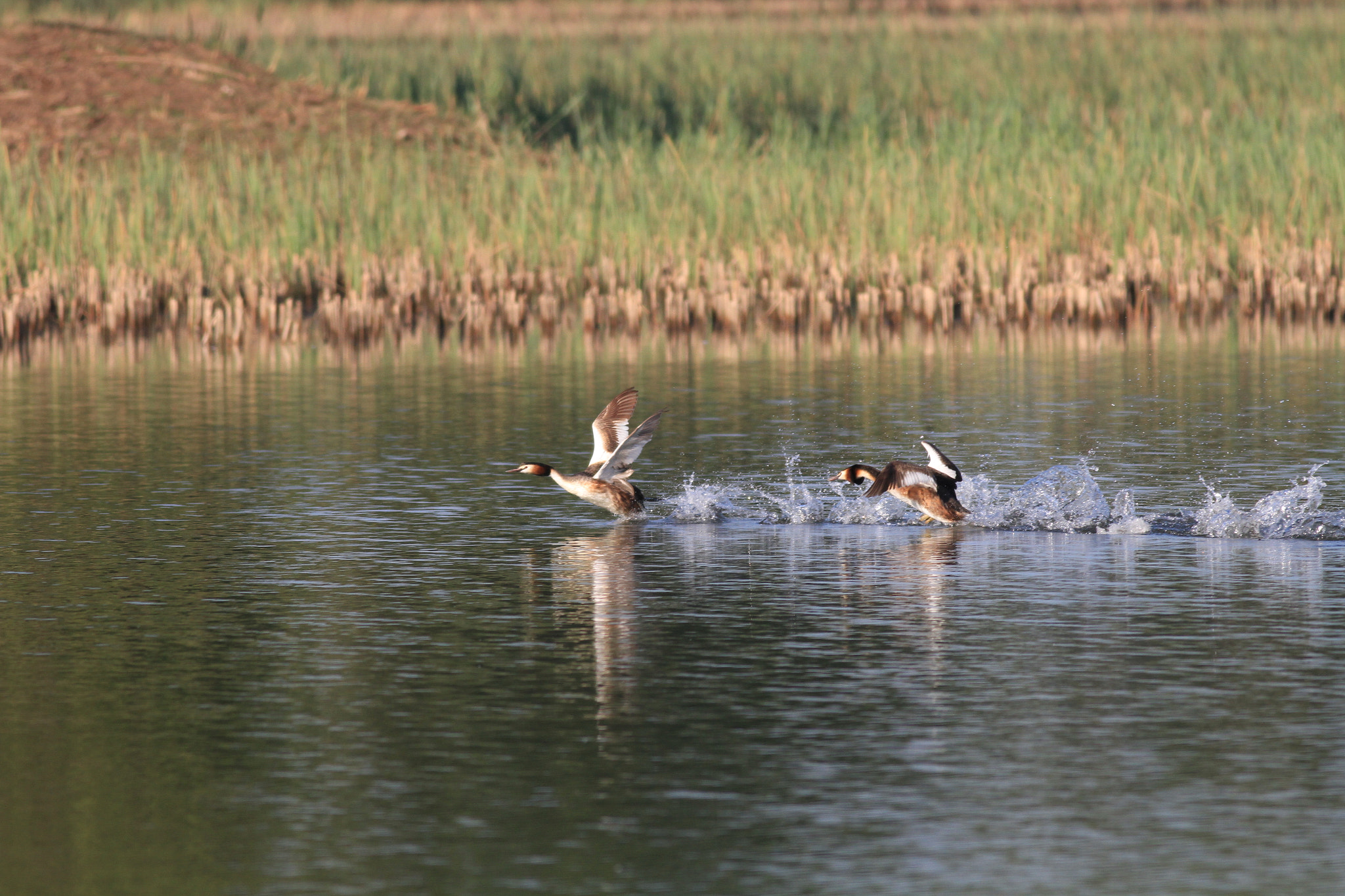 Canon EOS 7D sample photo. Podiceps cristatus 凤头鸊鷉 photography