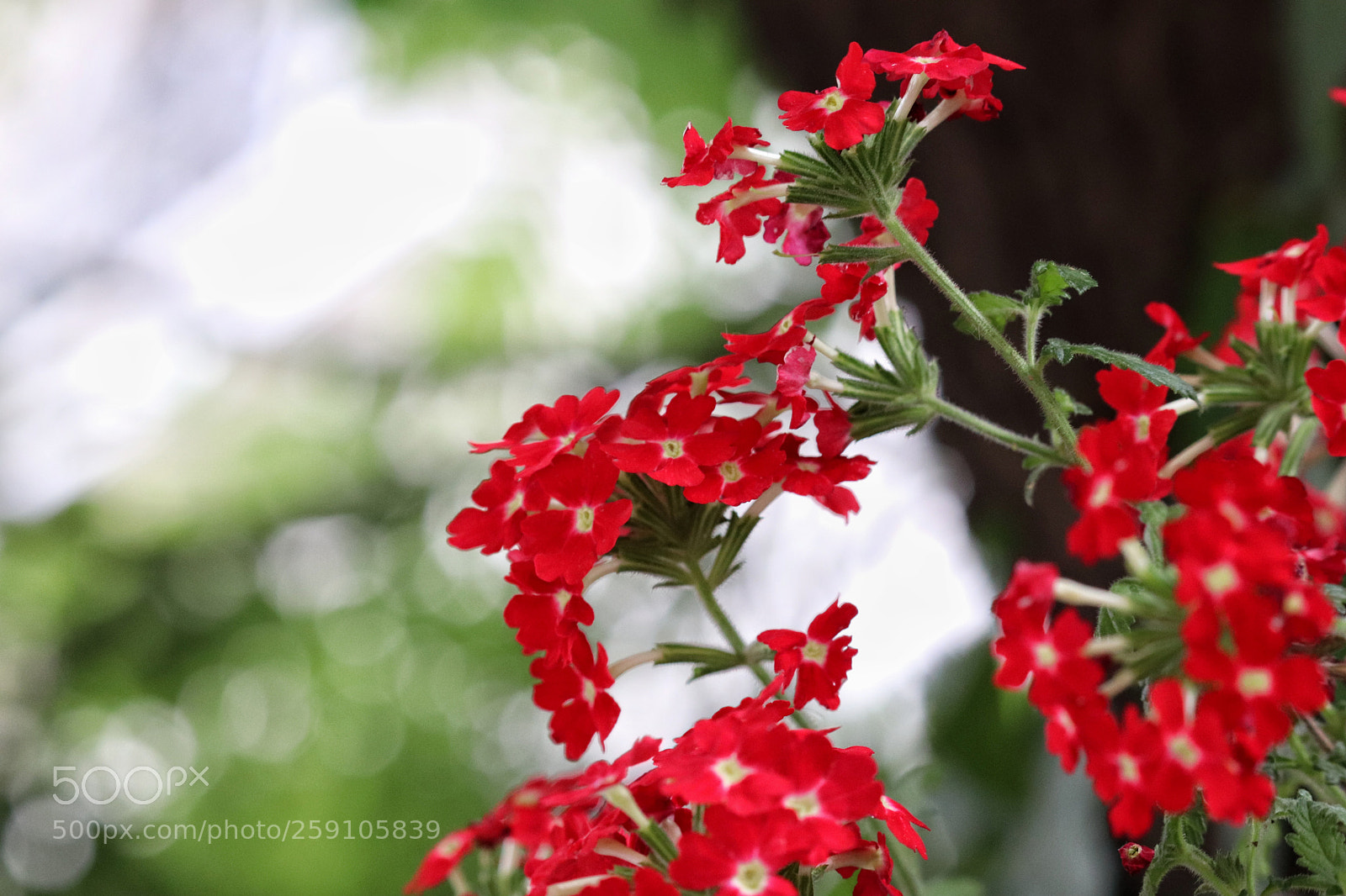 Canon EOS 800D (EOS Rebel T7i / EOS Kiss X9i) sample photo. Little red ones photography