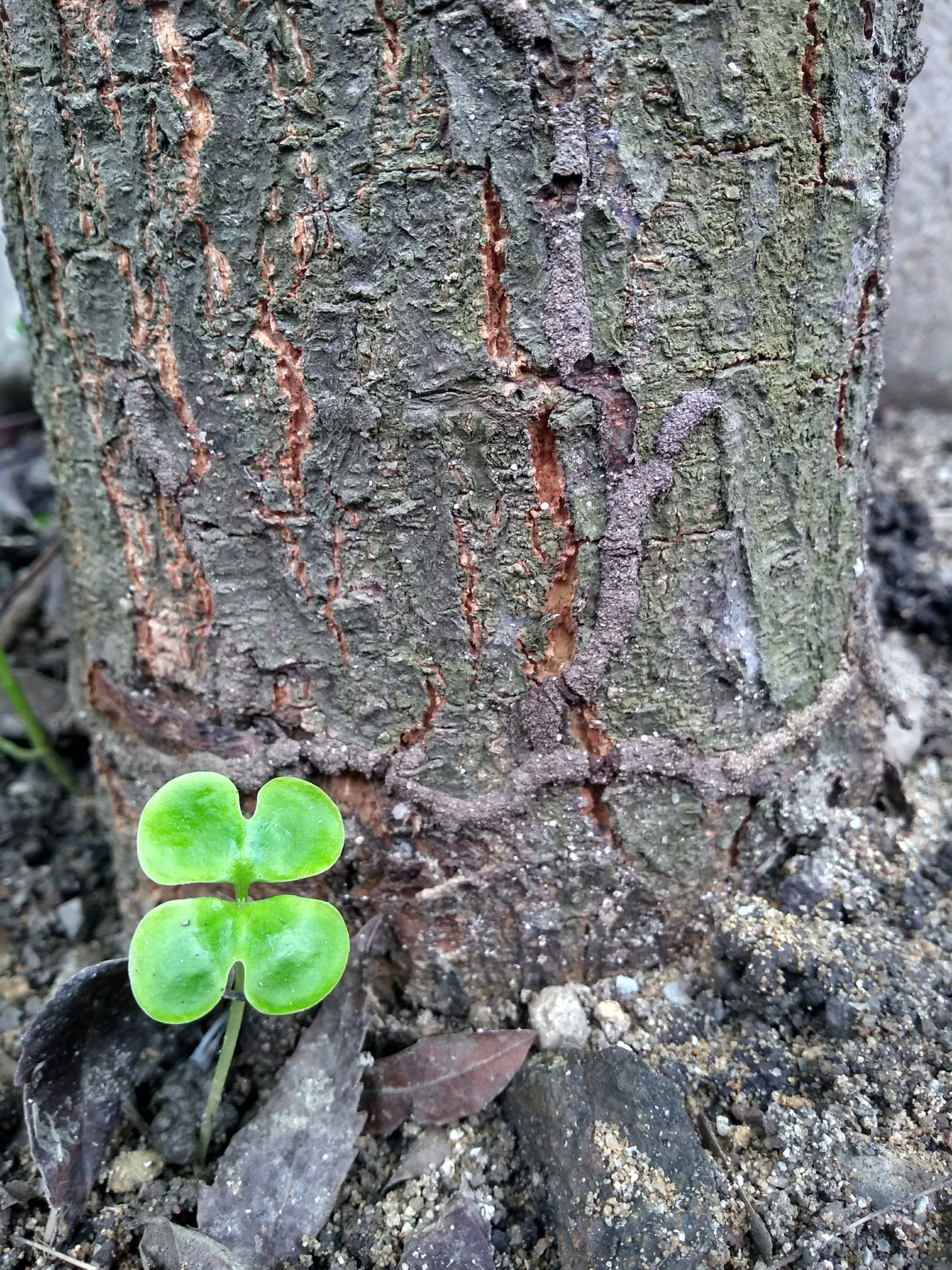 Motorola Moto G (5S) Plus sample photo. Little things photography