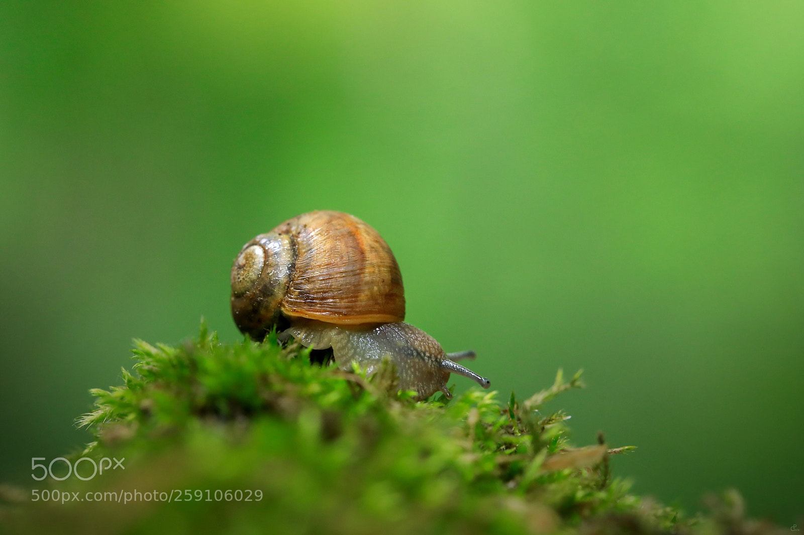 Canon EOS 5D Mark IV sample photo. On top... photography