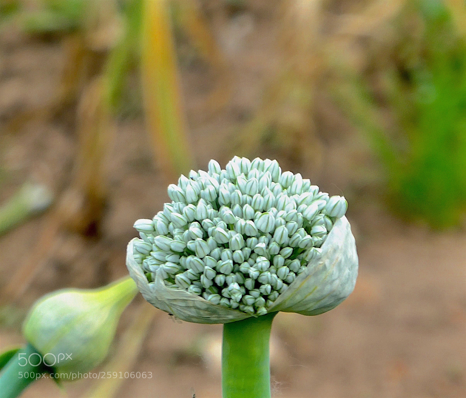 Panasonic Lumix DC-ZS70 (Lumix DC-TZ90) sample photo. Flor de cebolla photography
