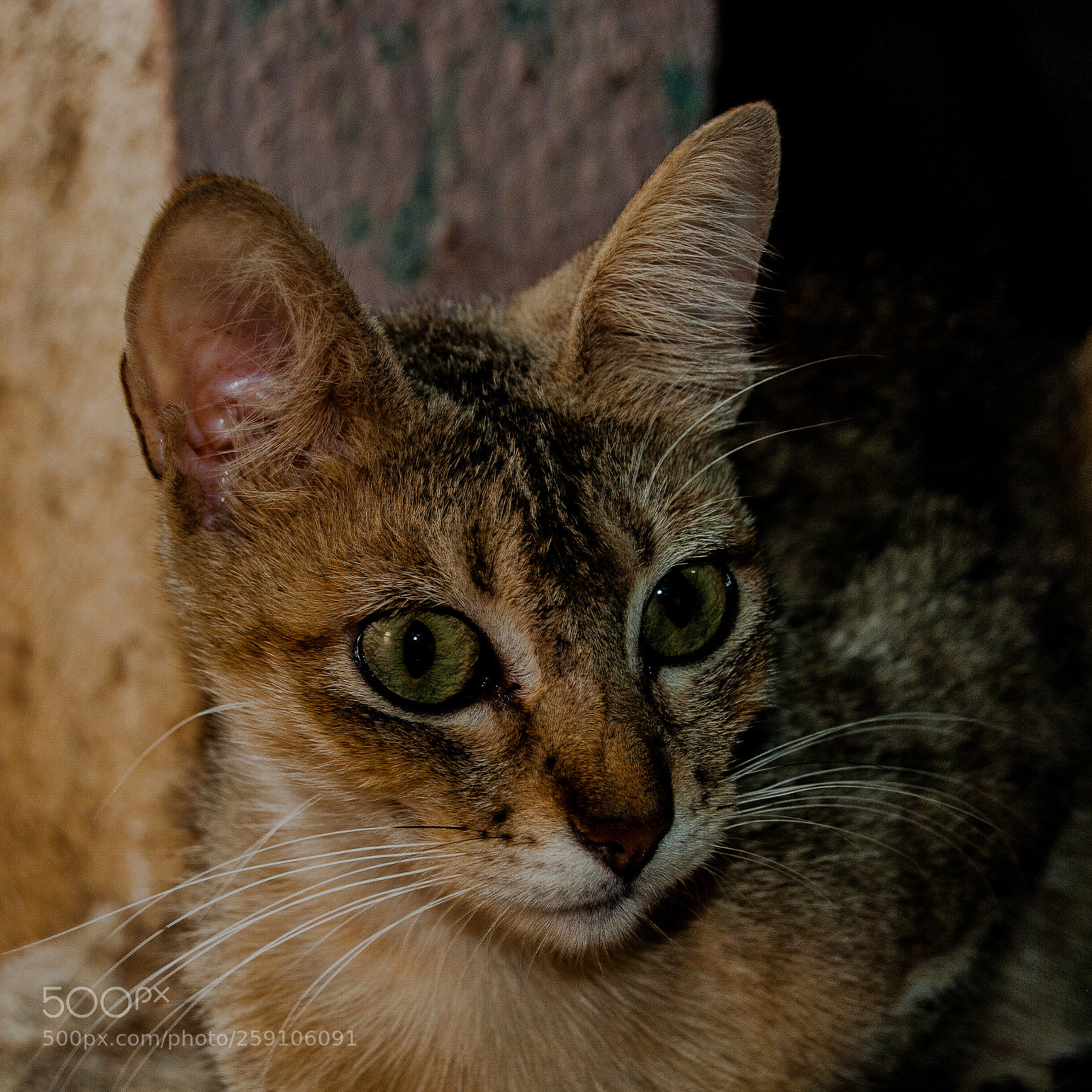 Nikon D200 sample photo. Mother photography