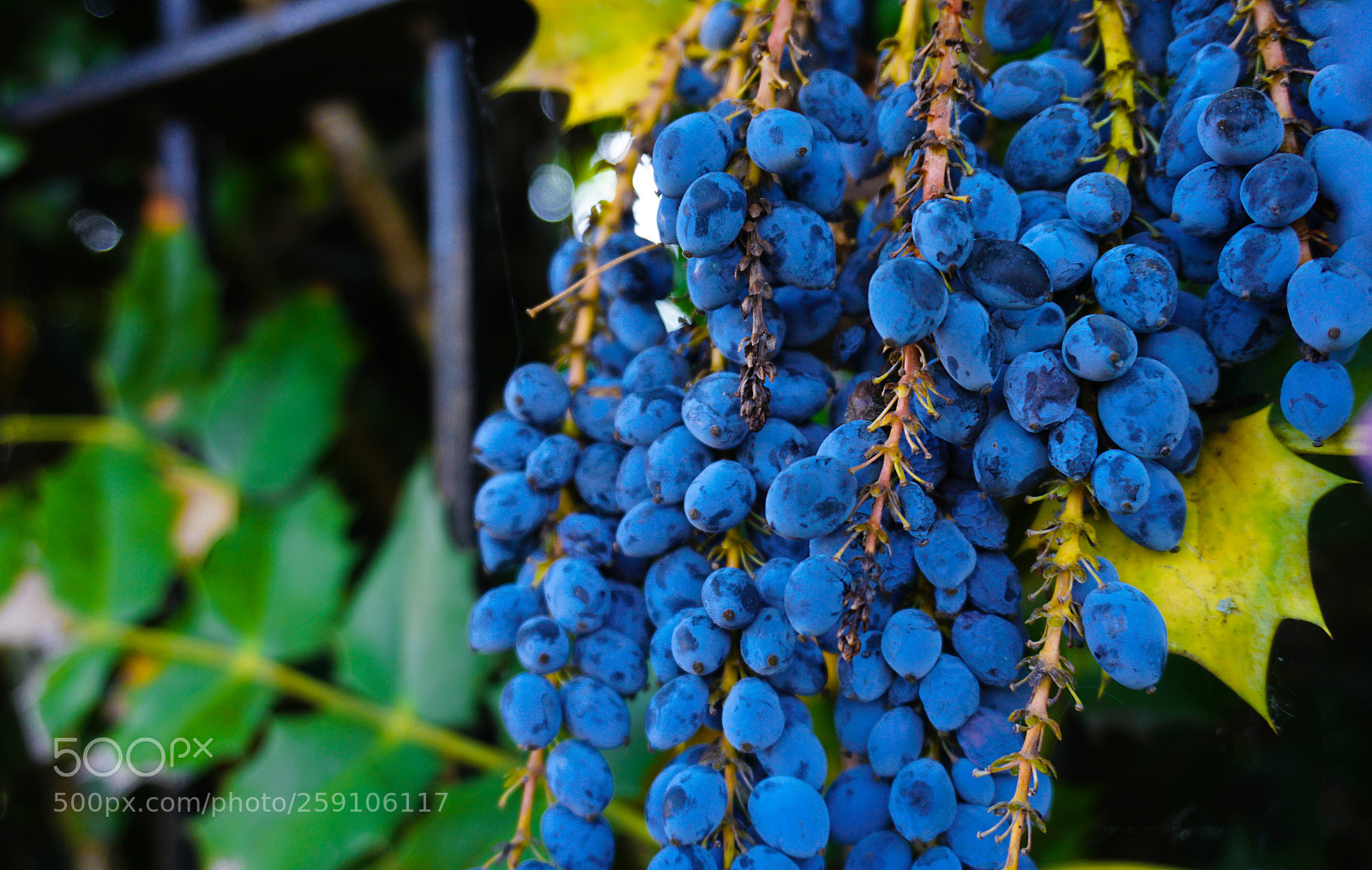Sony a6000 sample photo. Nature photography