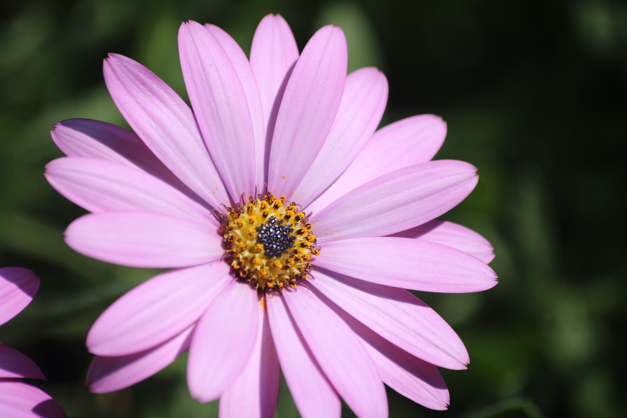Sigma 70-300mm F4-5.6 APO DG Macro sample photo
