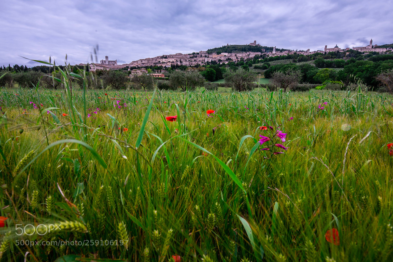 Nikon D750 sample photo. Assisi photography