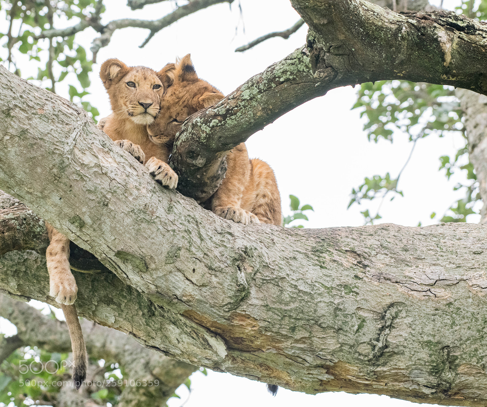 Nikon D850 sample photo. Ishasha cubs photography