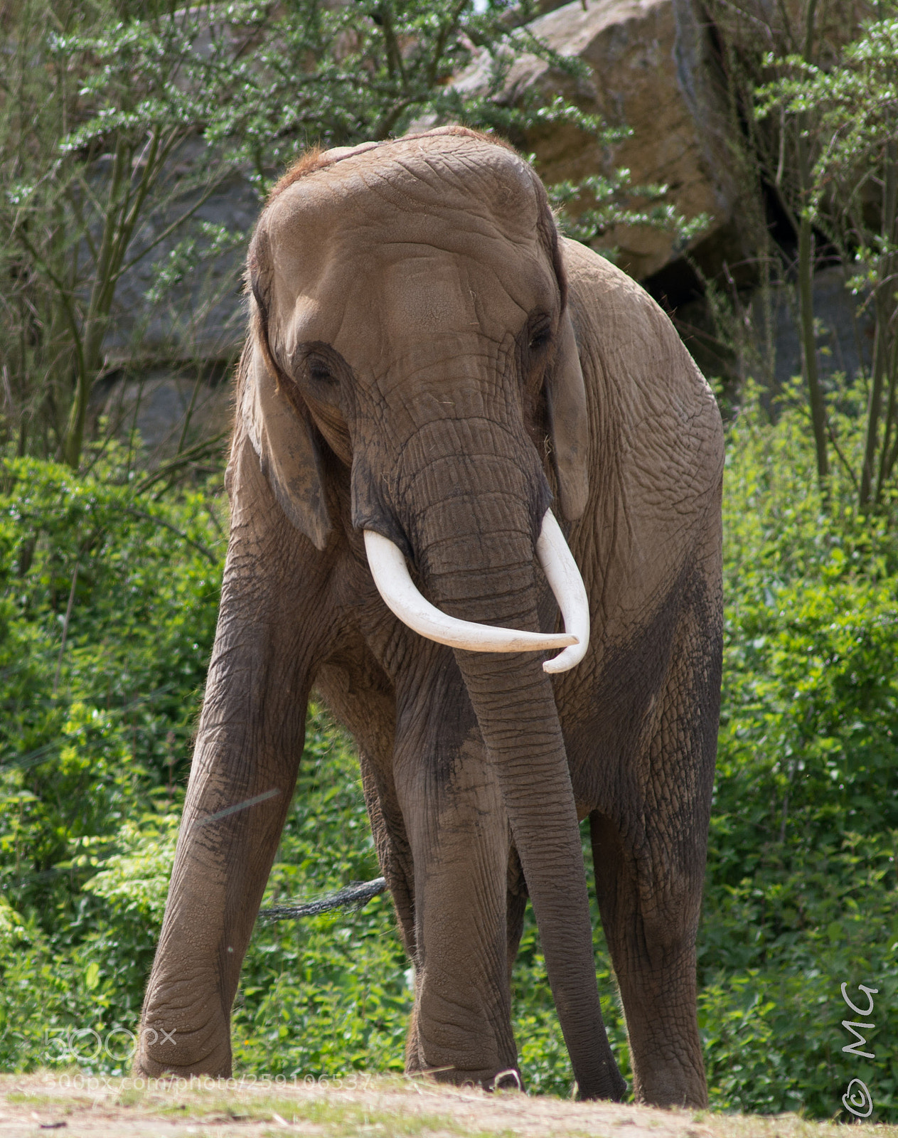 Pentax K-30 sample photo. The african elephant photography