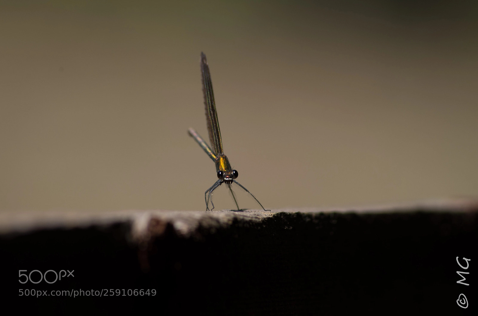 Pentax K-30 sample photo. The dragonfly photography