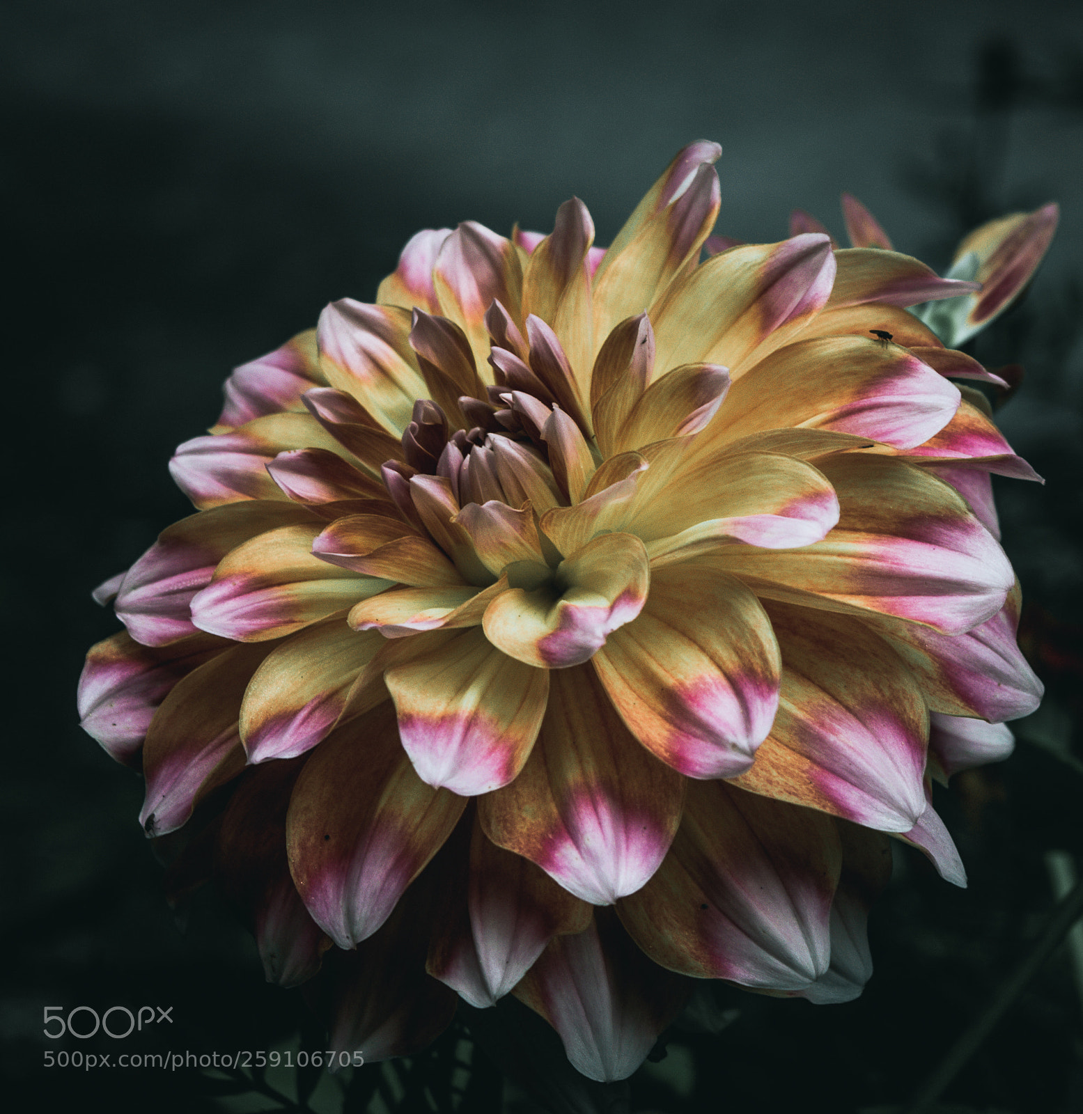 Nikon D3300 sample photo. The garden flower photography