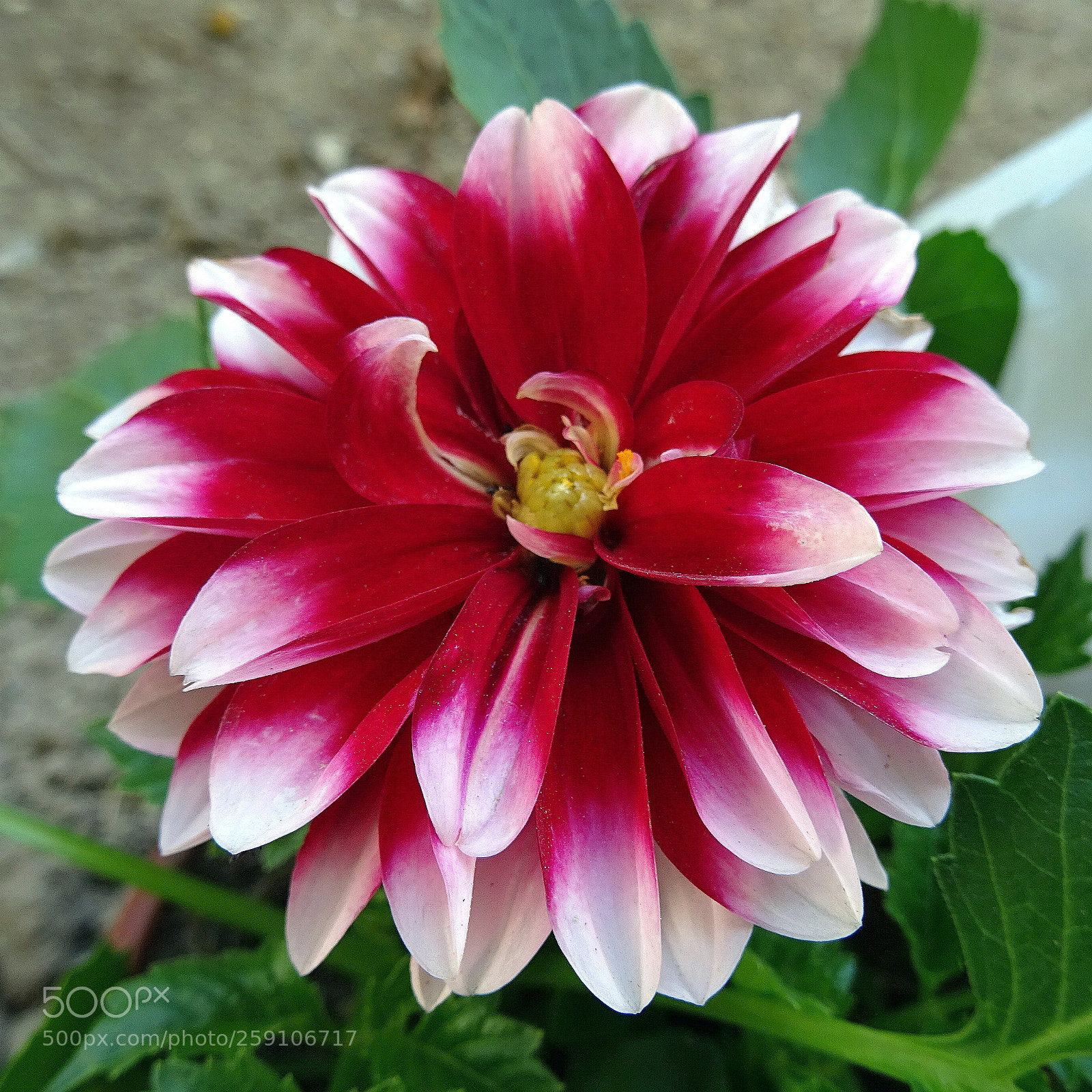 Sony DSC-HX60V sample photo. Dahlia and colors photography