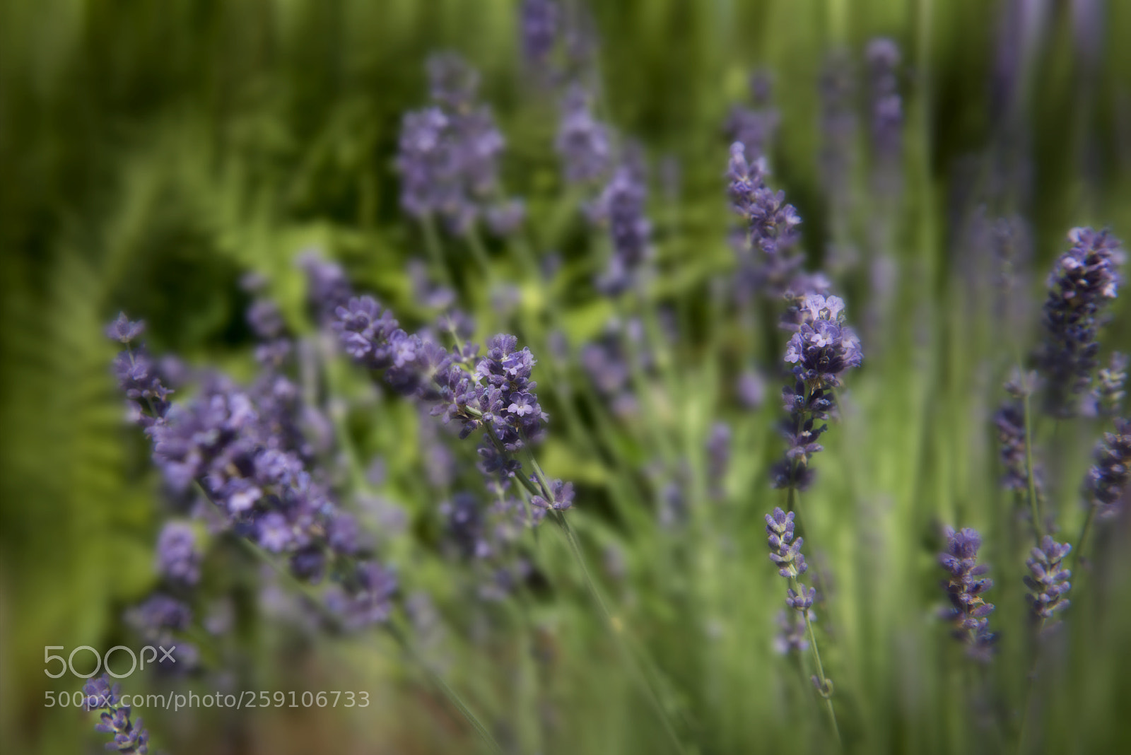 Nikon D800 sample photo. Lavender photography