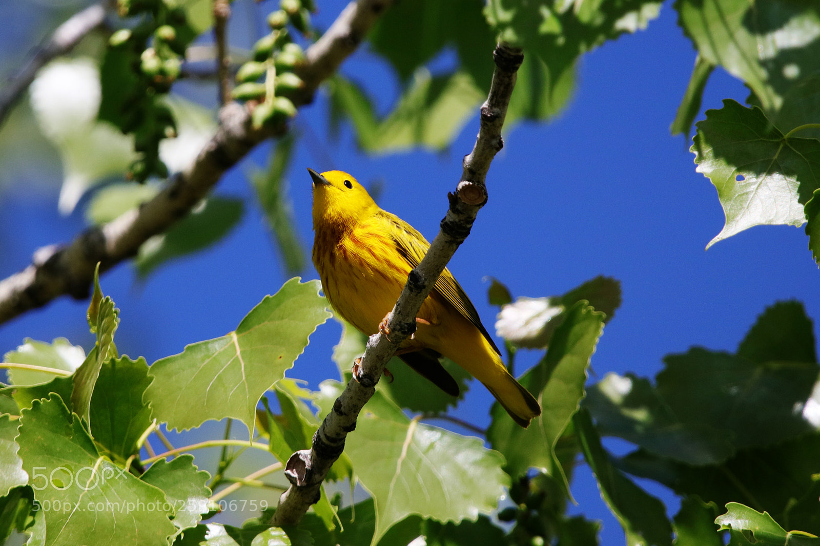 Canon EOS 80D sample photo. Yellow warbler photography