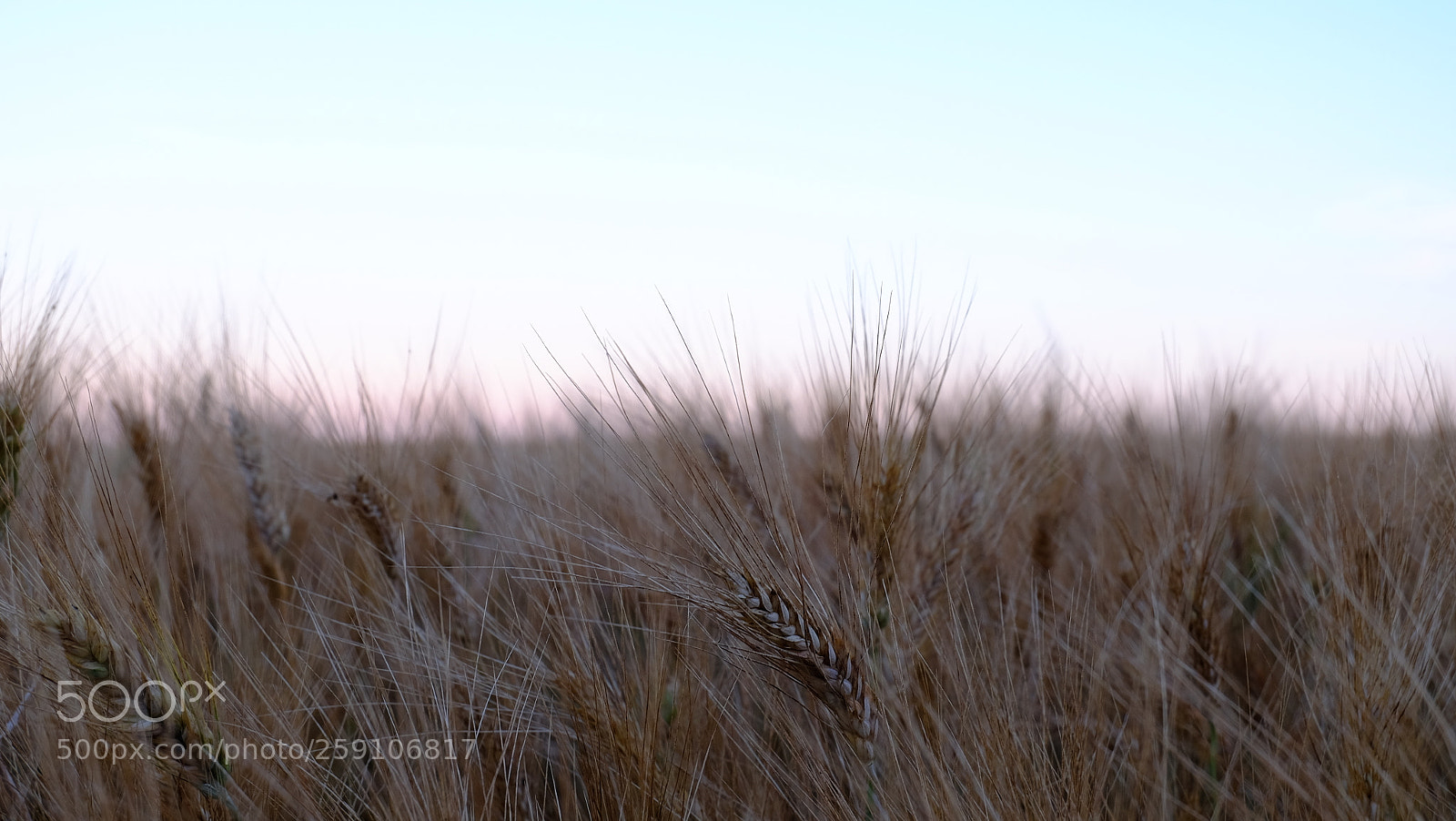 Fujifilm X-T10 sample photo. Barley field in center photography