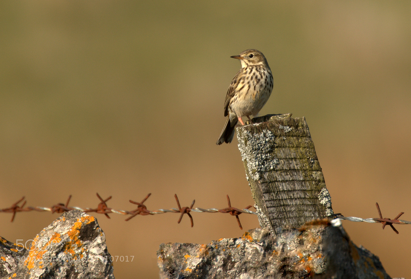 Canon EOS 7D Mark II sample photo. Meadow pipit and barbed photography