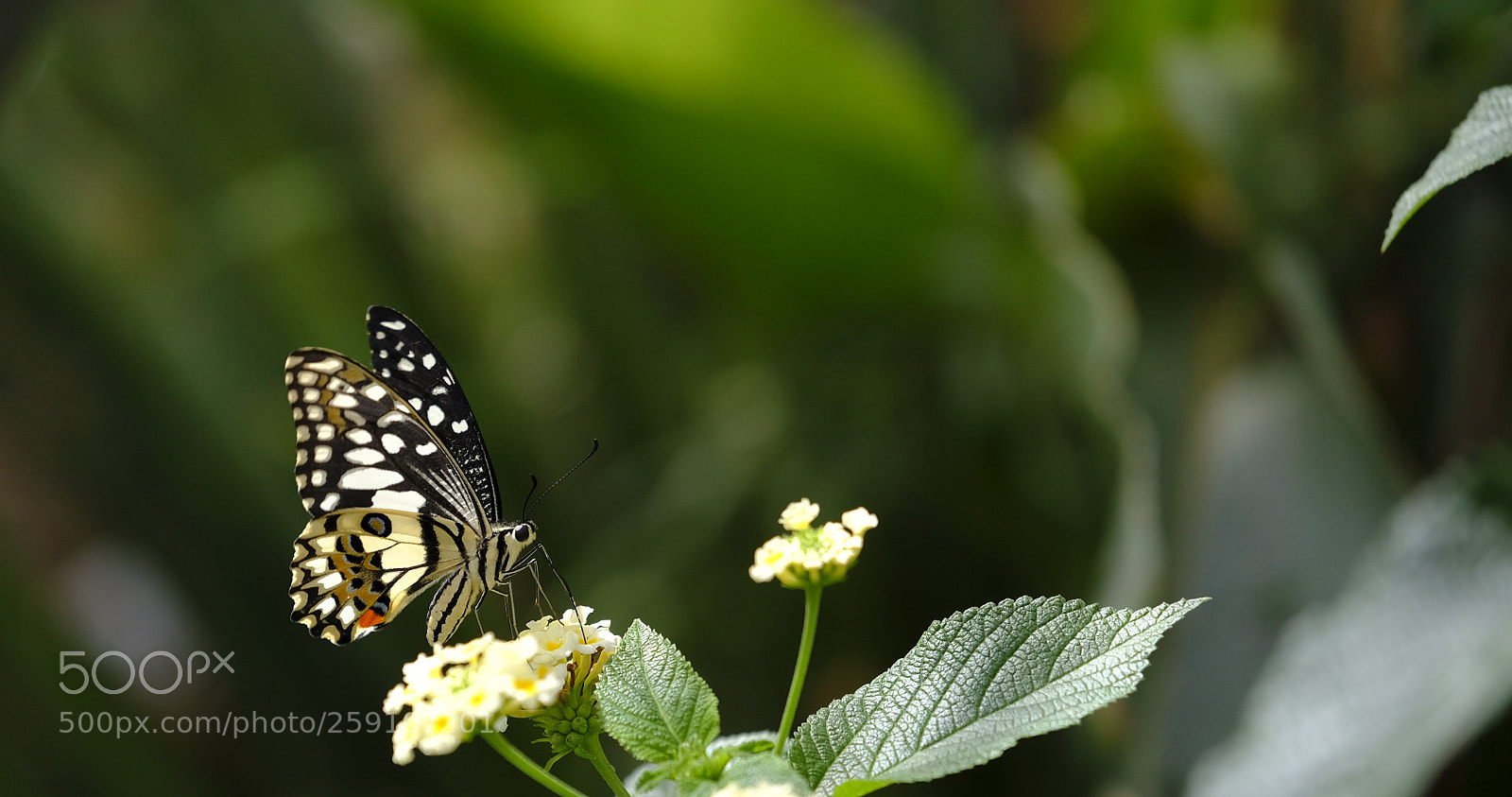 Fujifilm X-H1 sample photo. Nectar breakfast photography