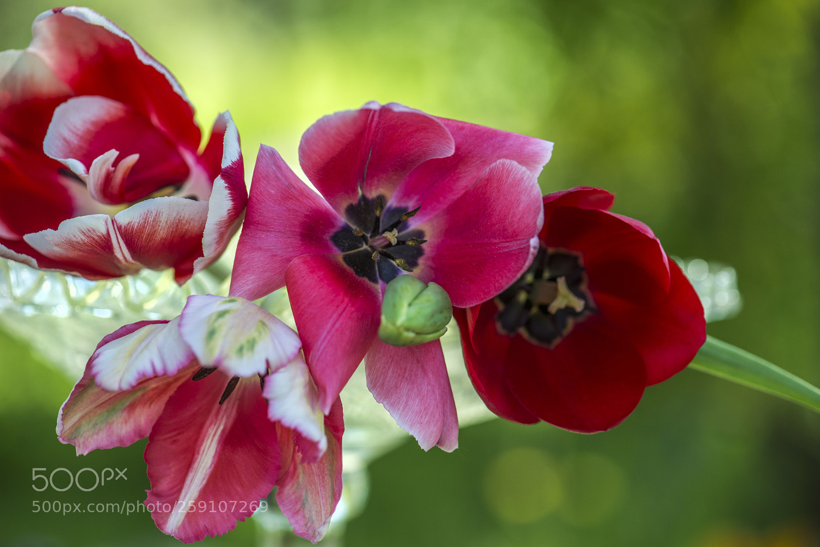 Nikon D600 sample photo. Tulips photography