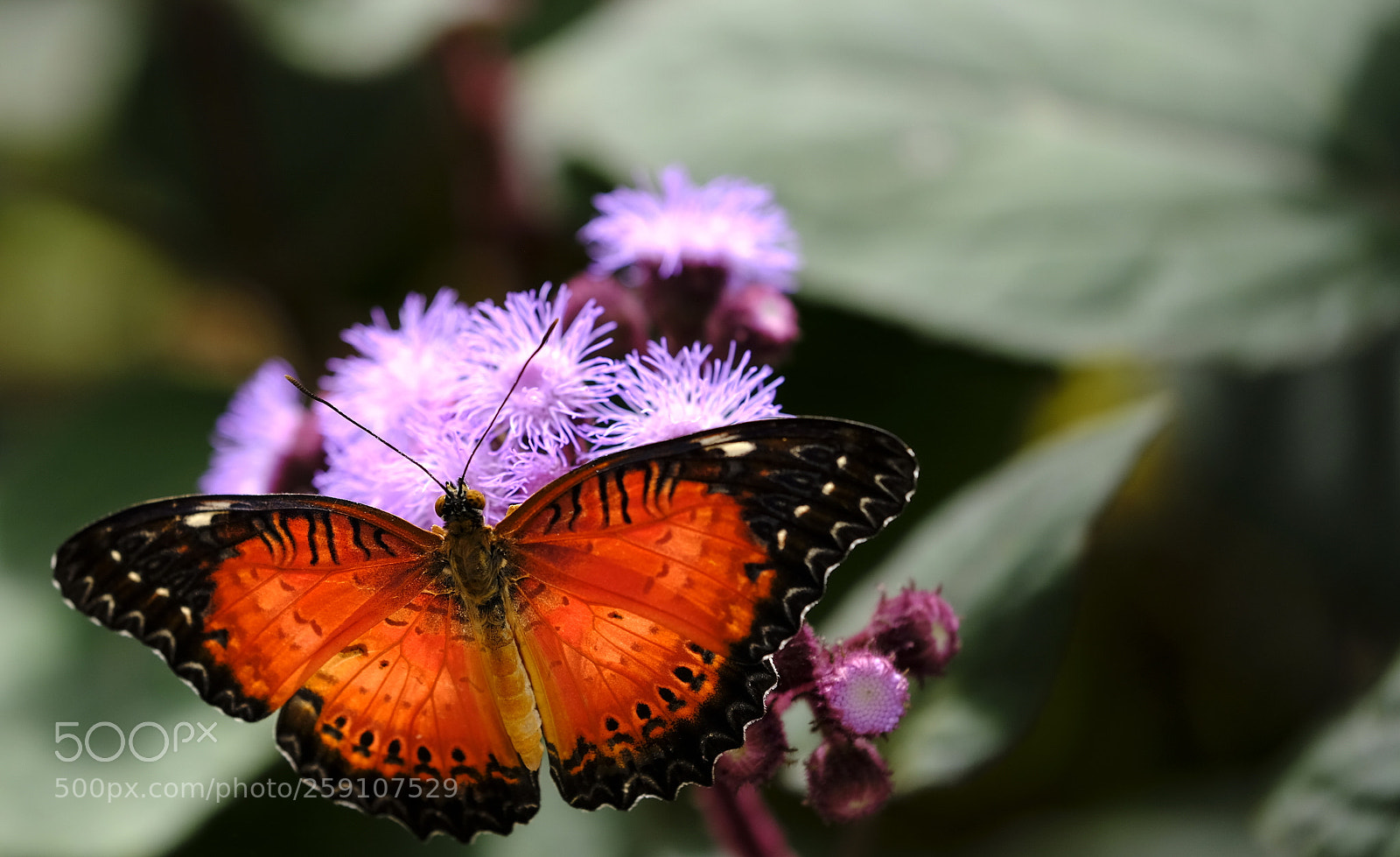 Fujifilm X-H1 sample photo. Red backlight photography