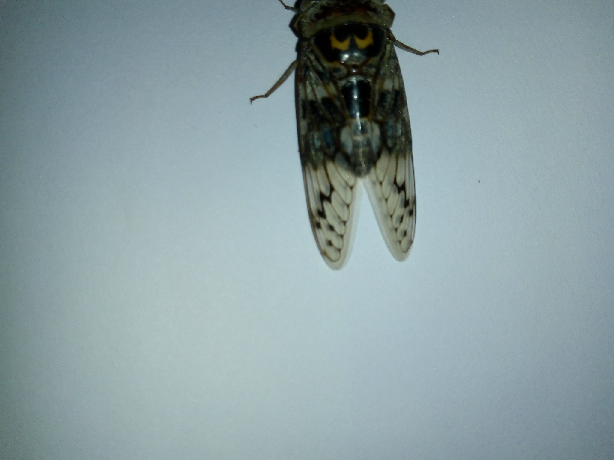 Motorola Moto E (4) Plus sample photo. ������������������������������� photography