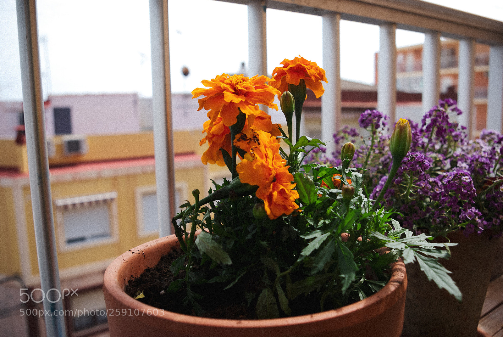 Pentax K10D sample photo. Cempas chil en el photography