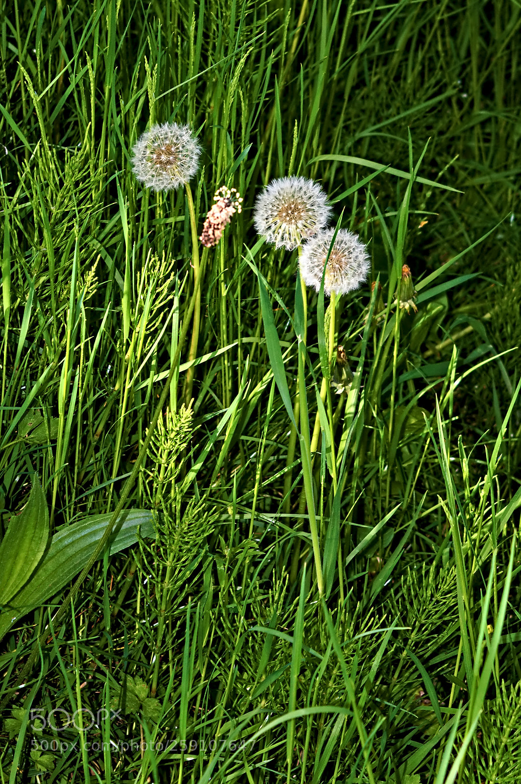 Nikon D3200 sample photo. Wild grass and dandelions photography