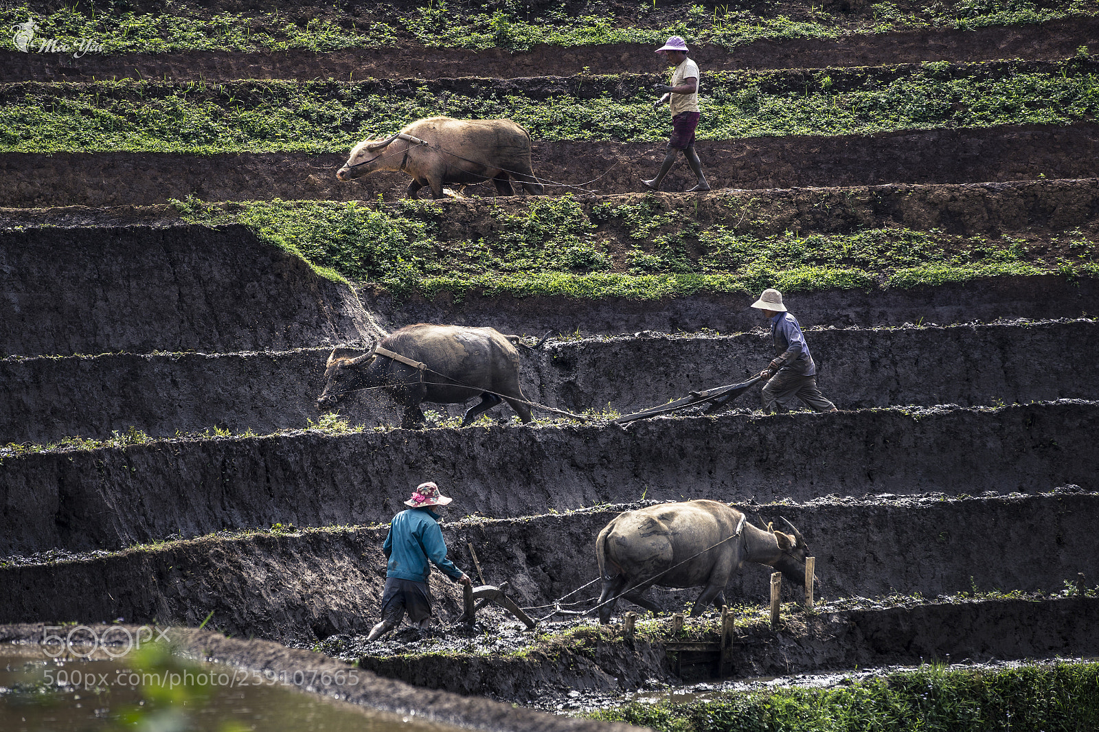 Canon EOS 6D sample photo. Labor on terraced fields photography