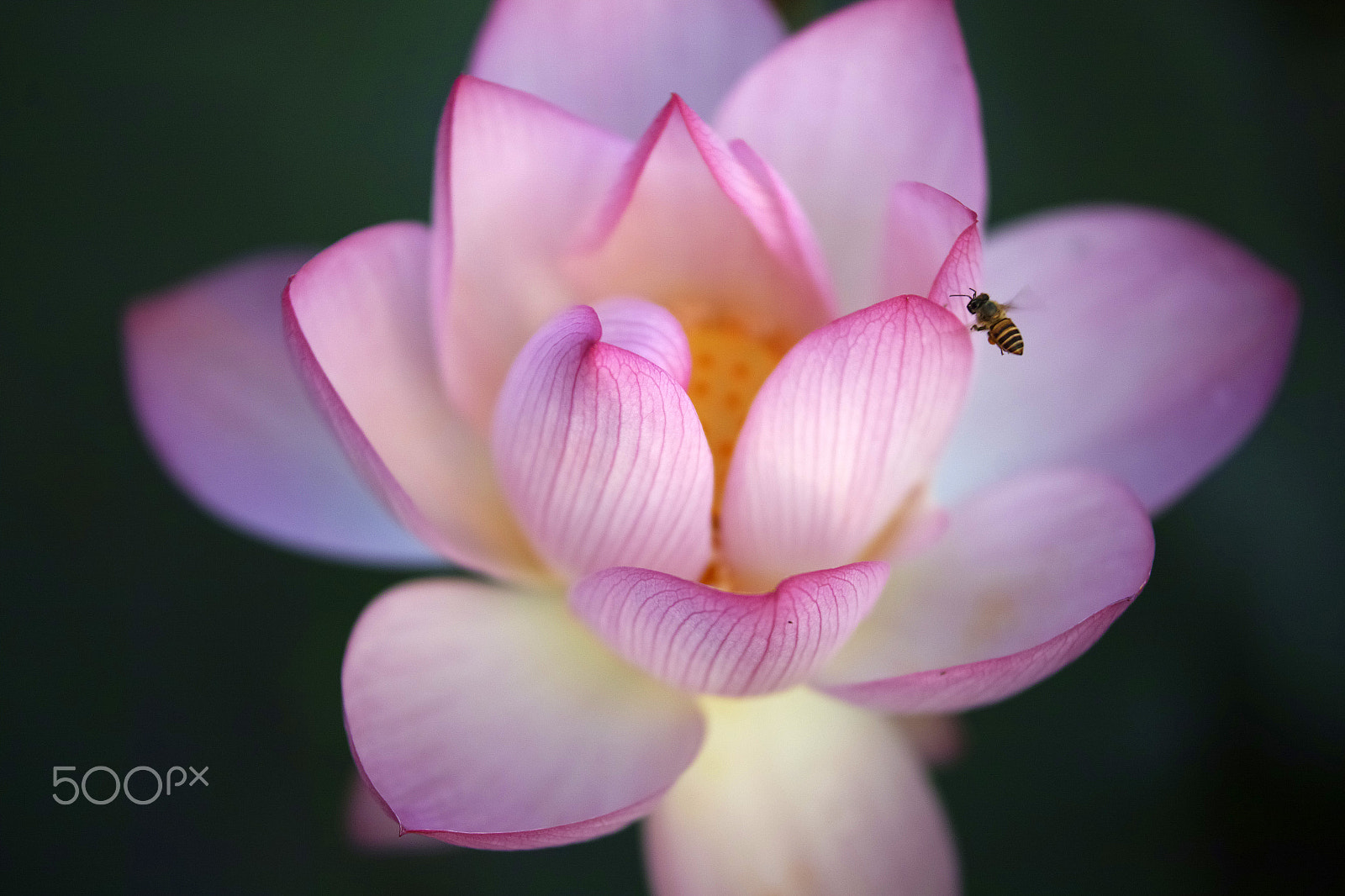 Sigma sd Quattro sample photo. Lotus flower after rain photography