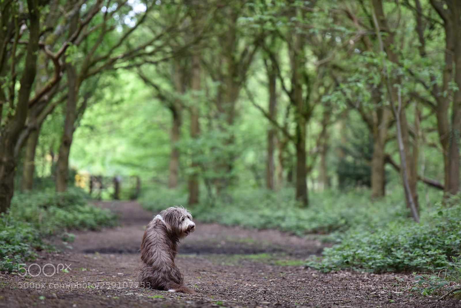 Nikon D810 sample photo. Hurry up photography